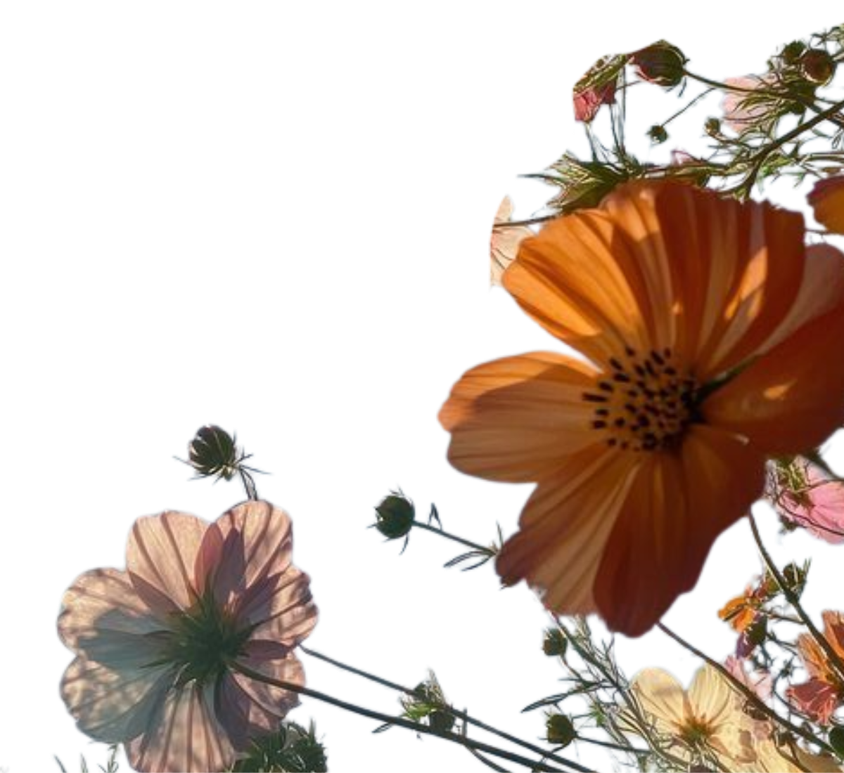 Close-up of orange and light pink flowers with green stems and buds.