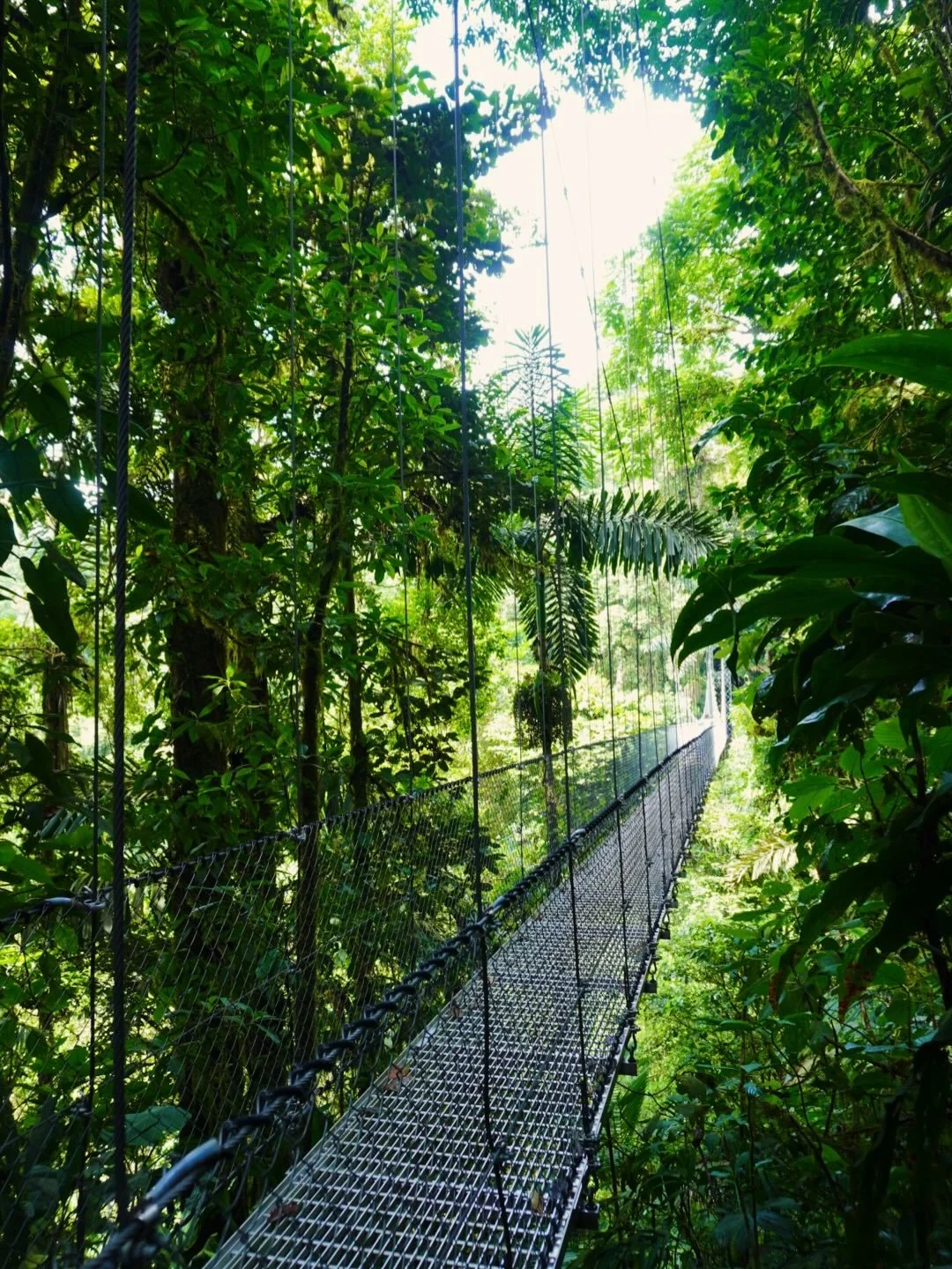 Week 1 in Costa Rica 🌴🦥🦜

Featuring&hellip; incredible wildlife, plants, flowers &amp; trees - many sloths, monkeys, toucans, iguanas, birds, frogs &amp; snakes! Natural hot springs, volcano, an enormous waterfall, hanging bridges &amp; the best c