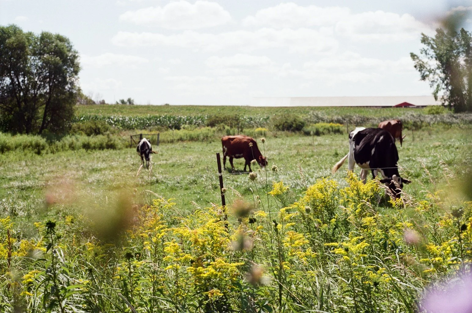 Cows graze in rural Kewaunee County, Wisconsin.