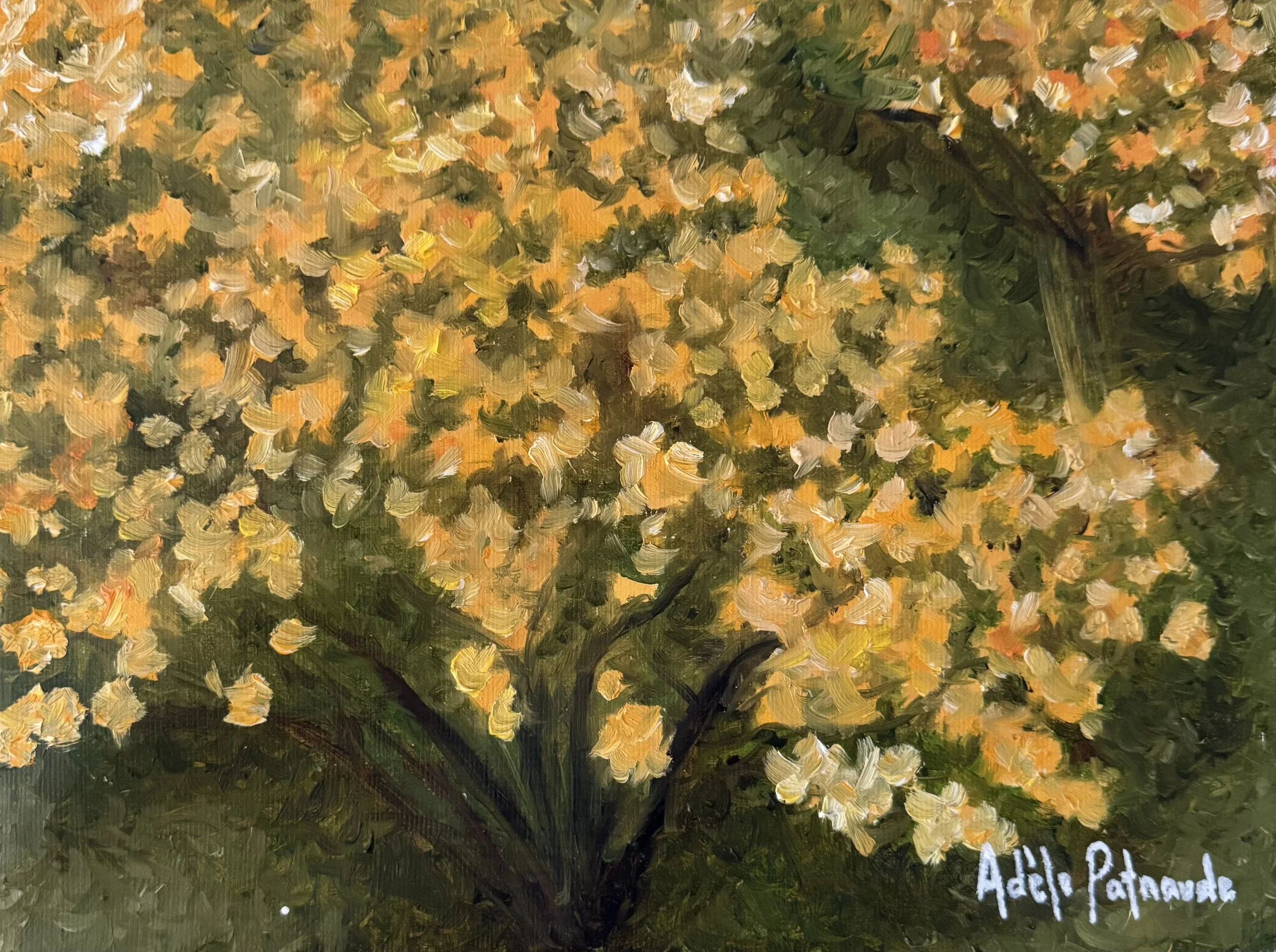 Sun Drenched Rhododendrons