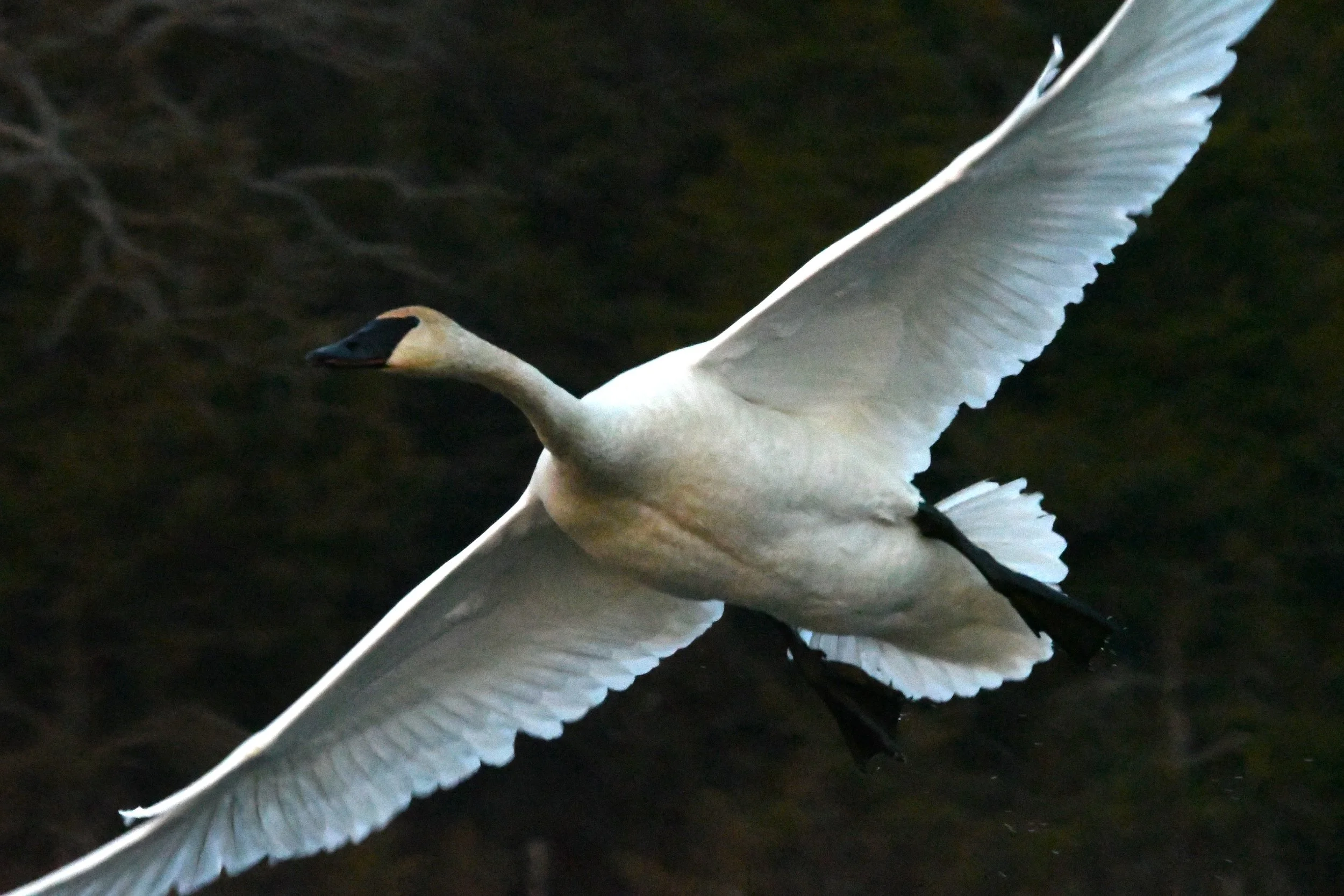 DSC_3097.JPG