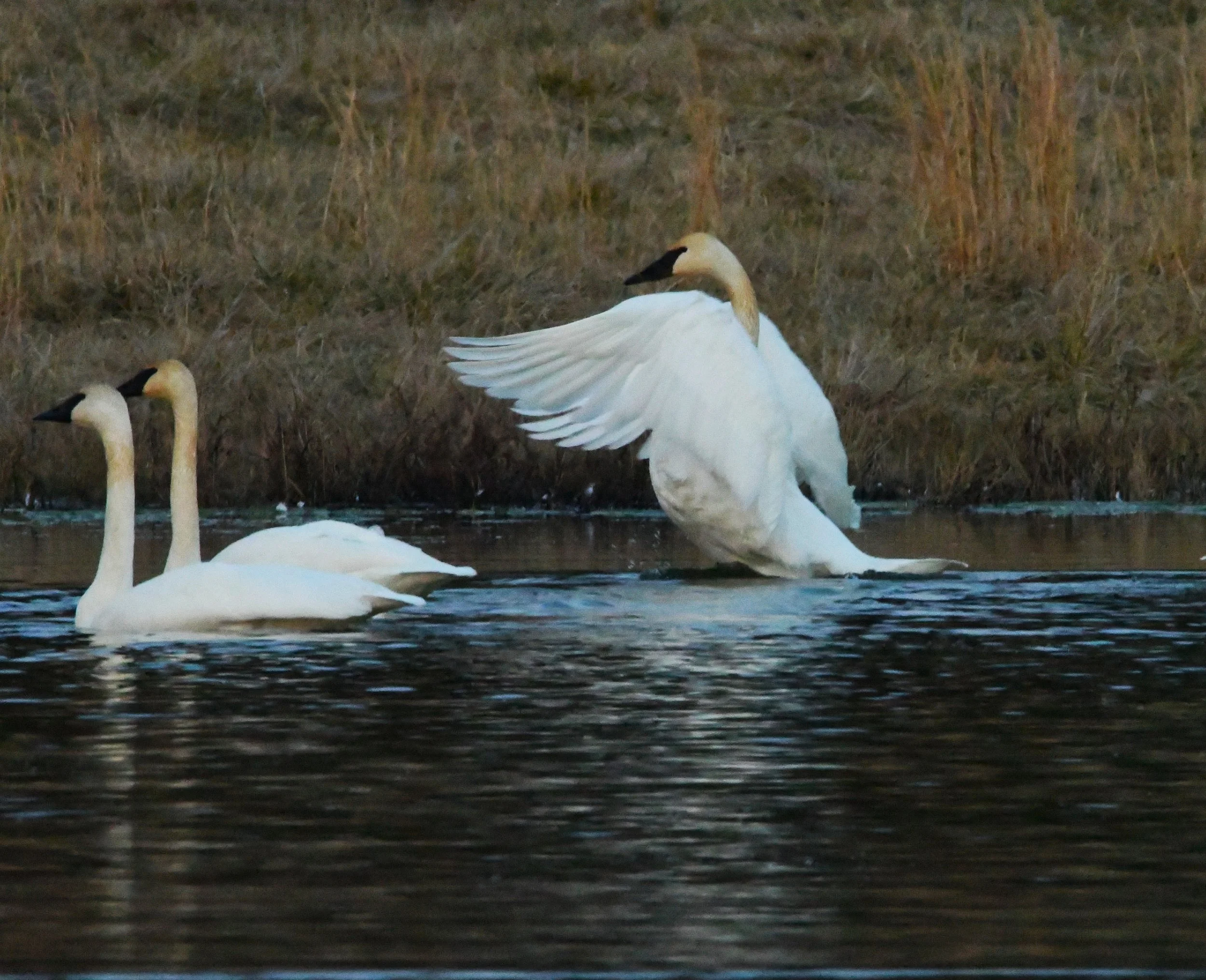 DSC_2934.JPG