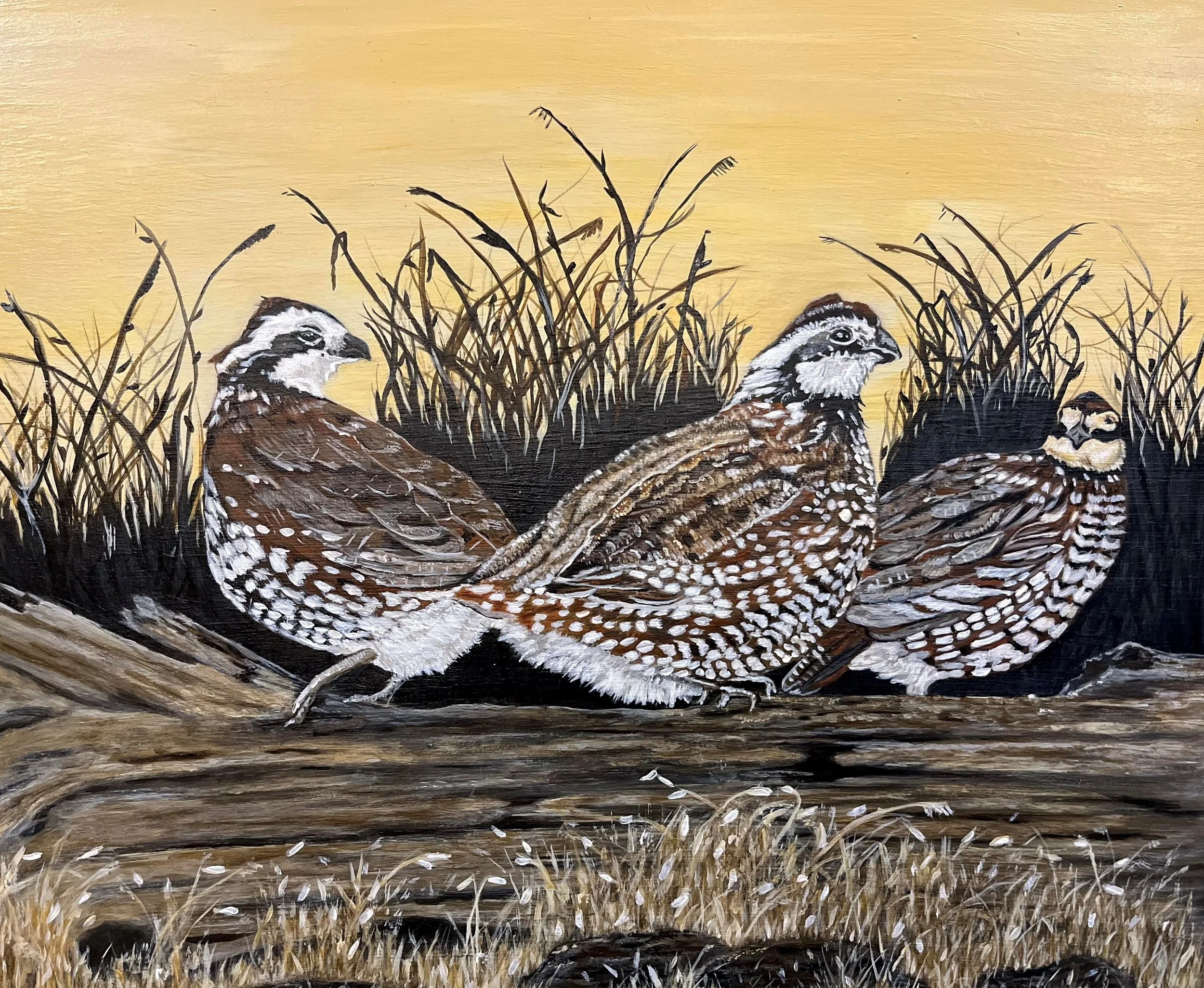 Bobwhite Trio128.JPG