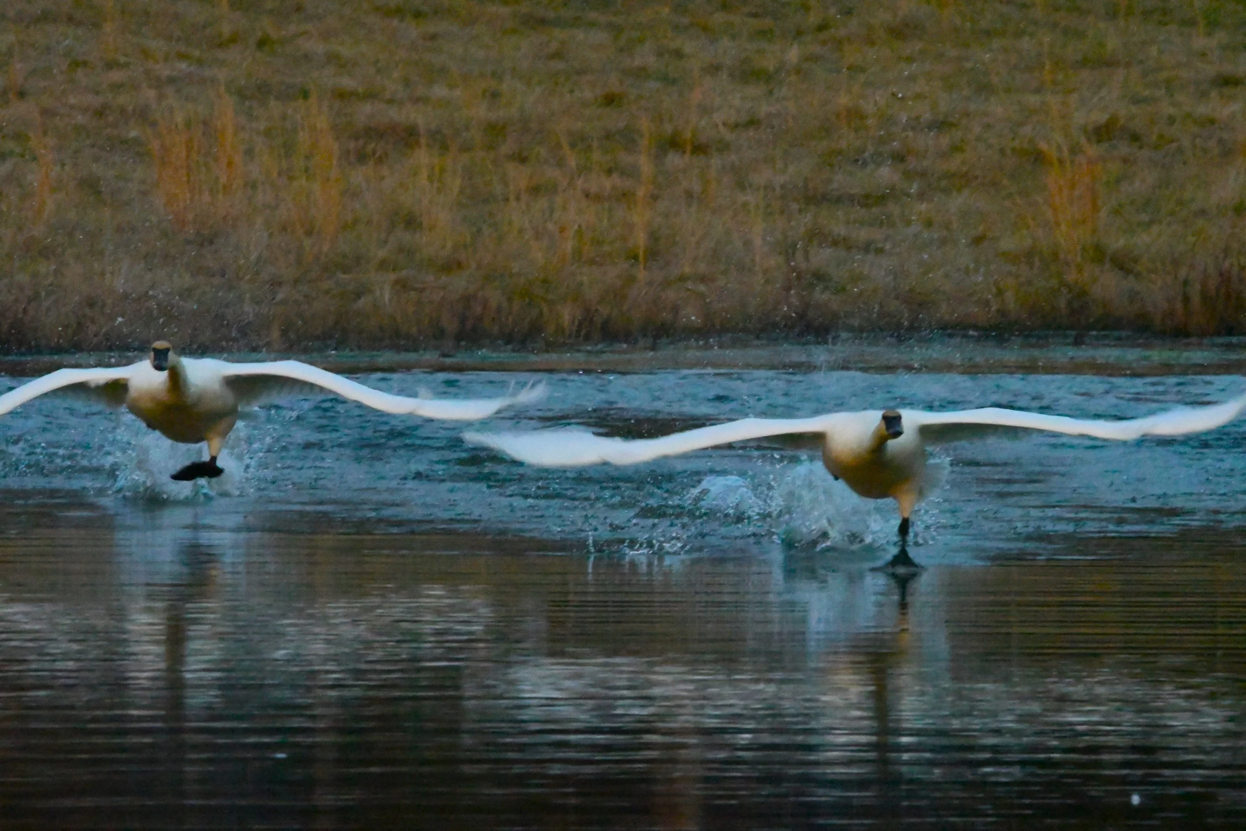 DSC_3074.JPG