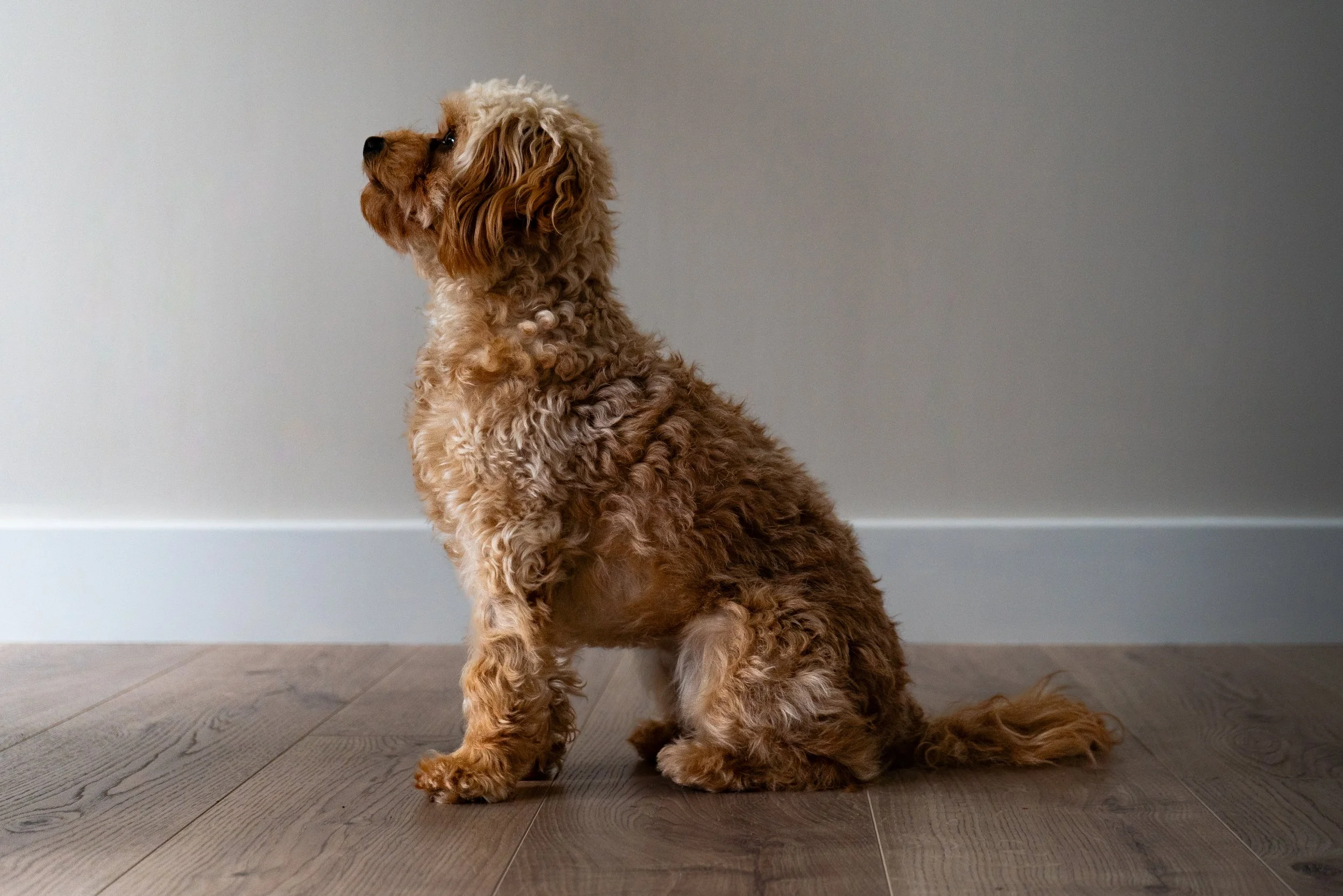 A fluffy brown dog sitting on a wooden floor against a plain wall.