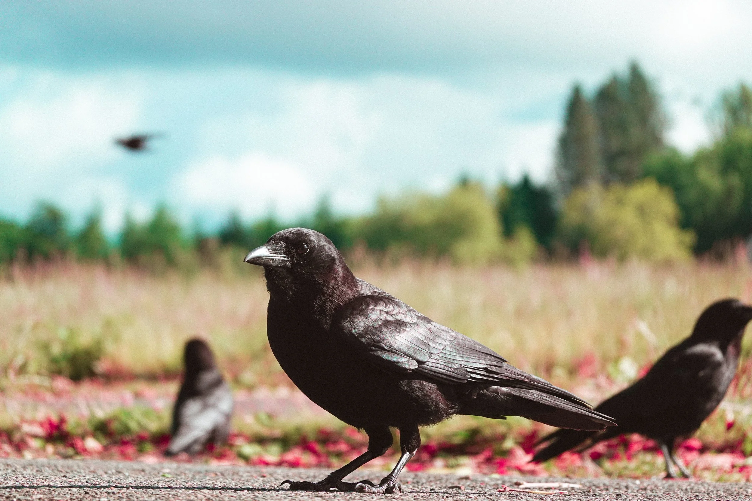 crows-1.jpg