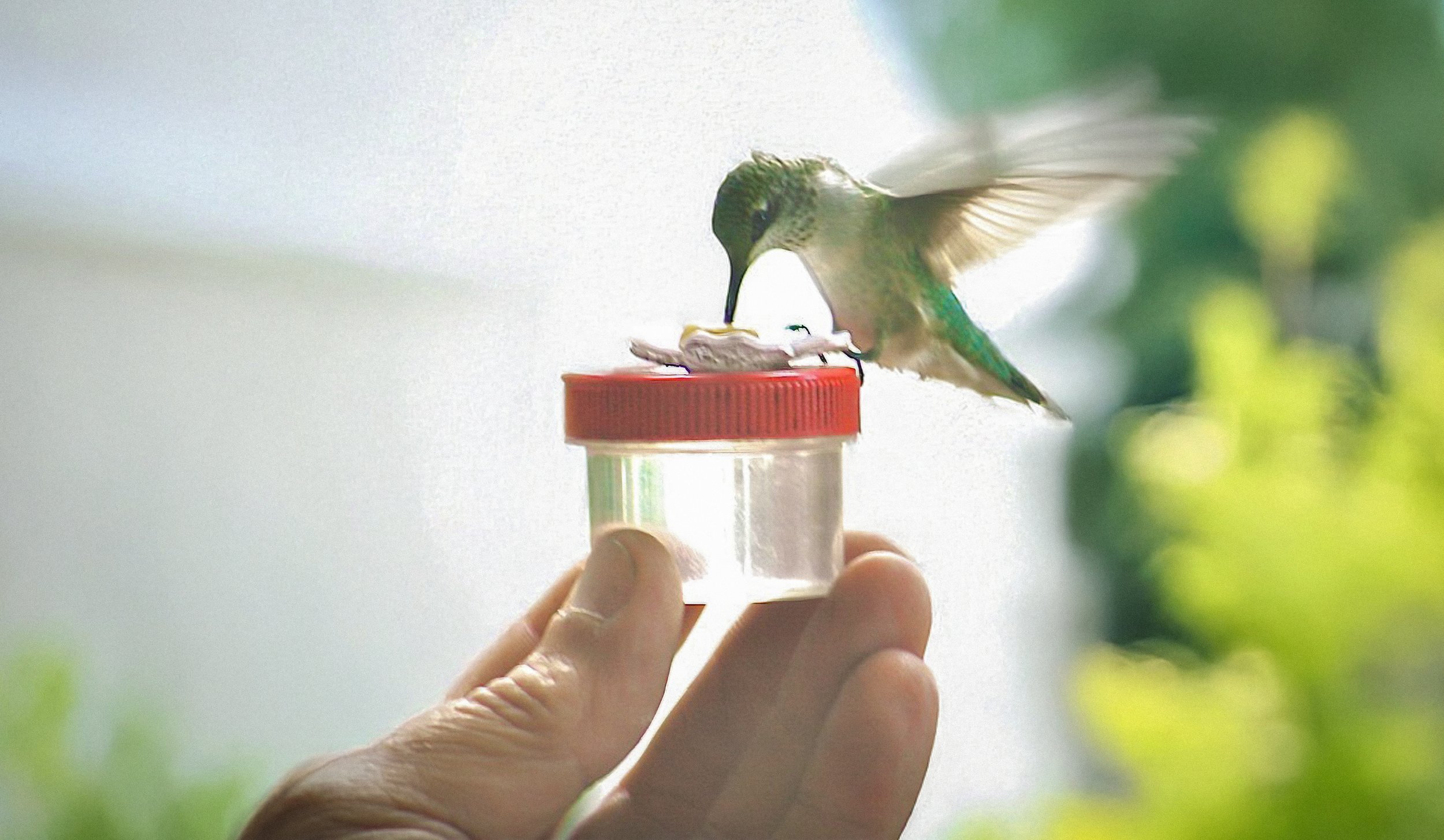 A hummingbird feeding from a small plastic container with a red lid, held by a person's hand, surrounded by greenery.