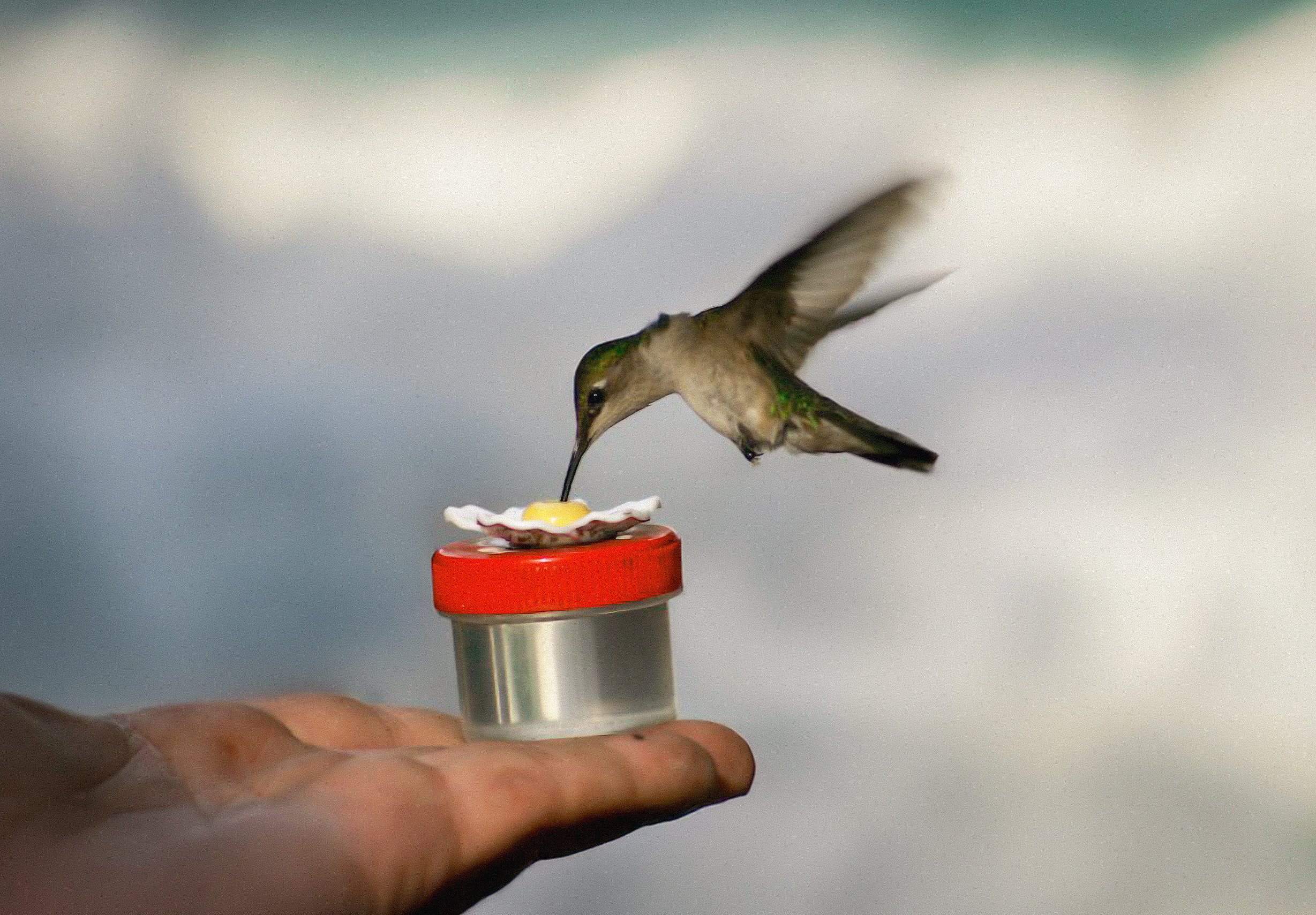 A hummingbird feeding from a small red feeder held in a person's hand.