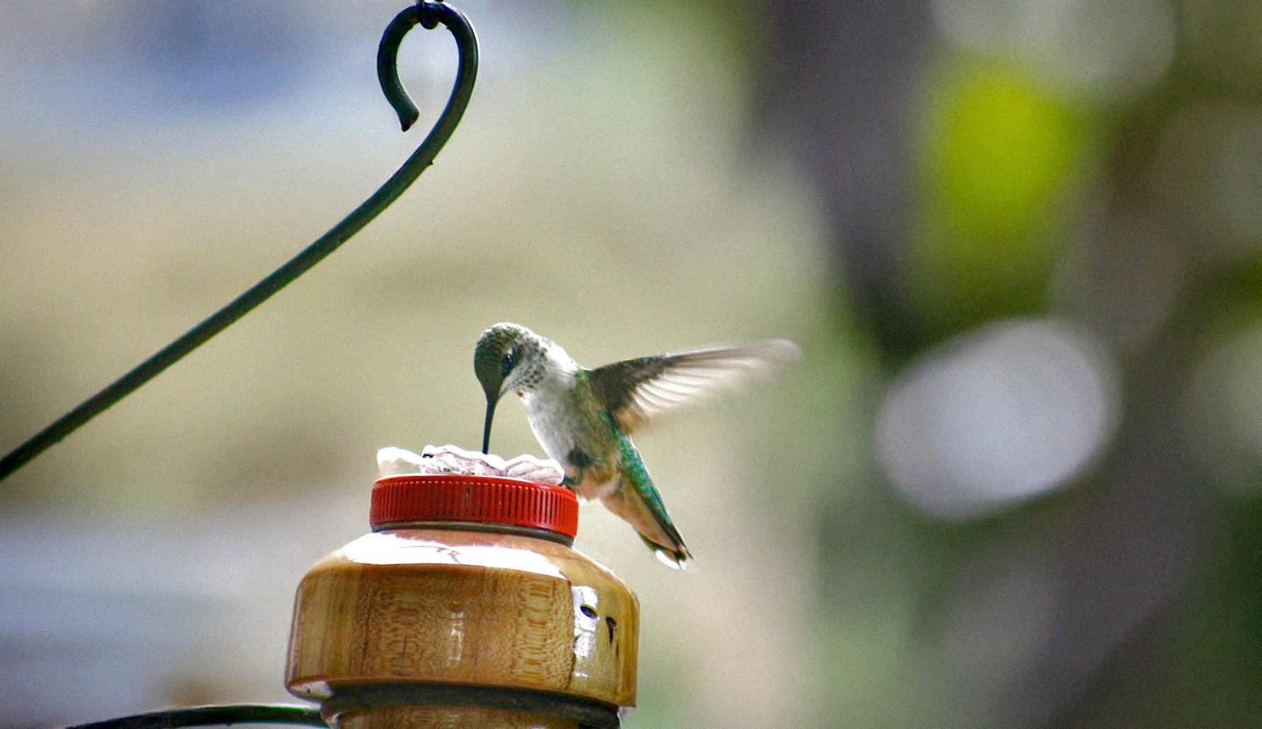 Hummingbird feeding from an inverted container on a metal hanger, with blurred natural background.