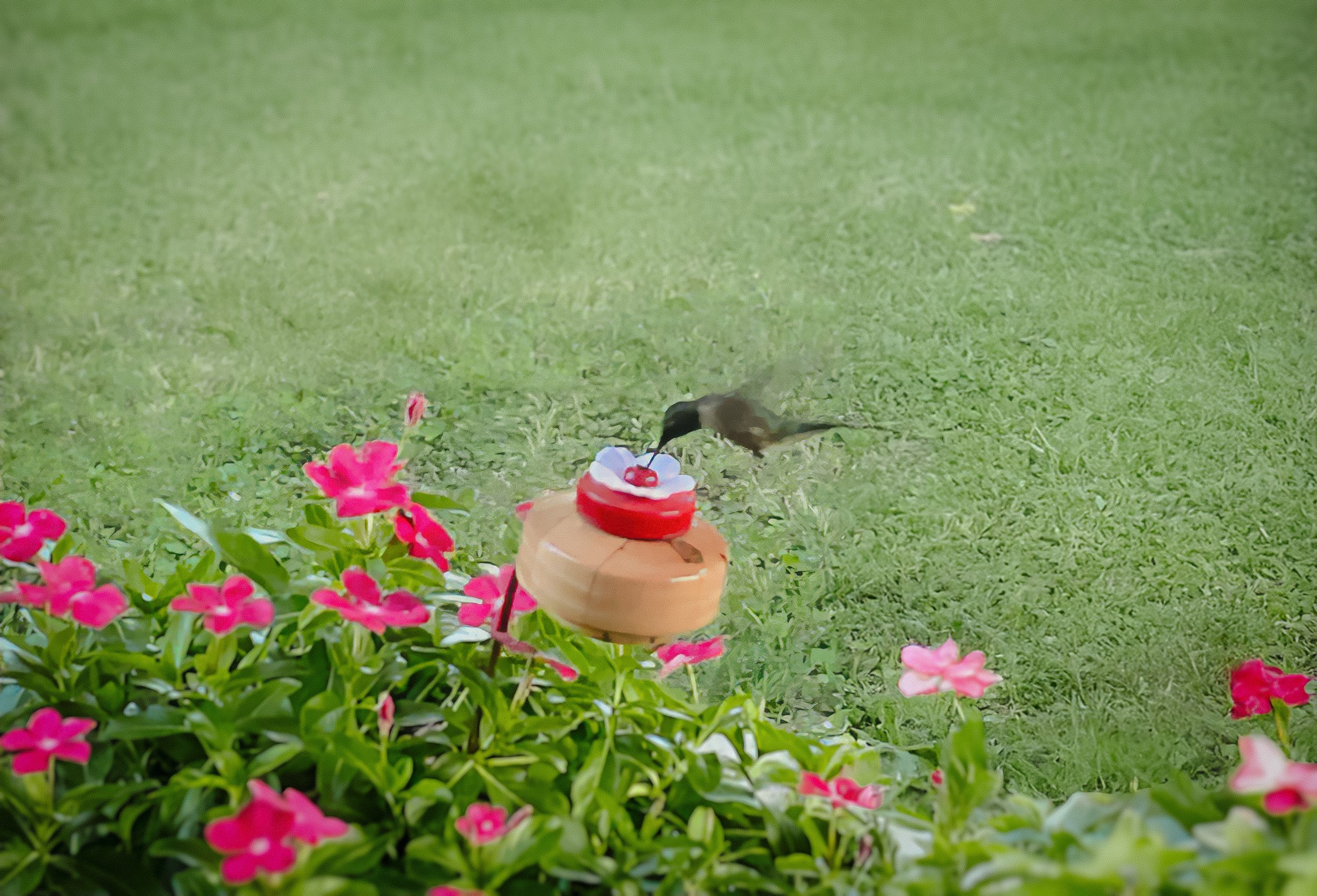 Hummingbird feeding on a garden feeder surrounded by pink flowers on a grassy lawn.