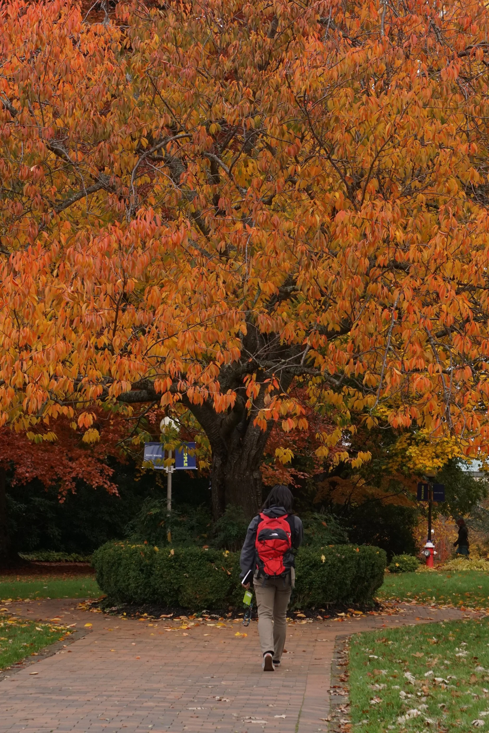 A student walks by the oak tree in front of Old Main at the Western Washington University campus in Bellingham, Wash., on Thursday, Nov. 9, 2023. The autumn leaves were beginning to fall as the colder season approaches.