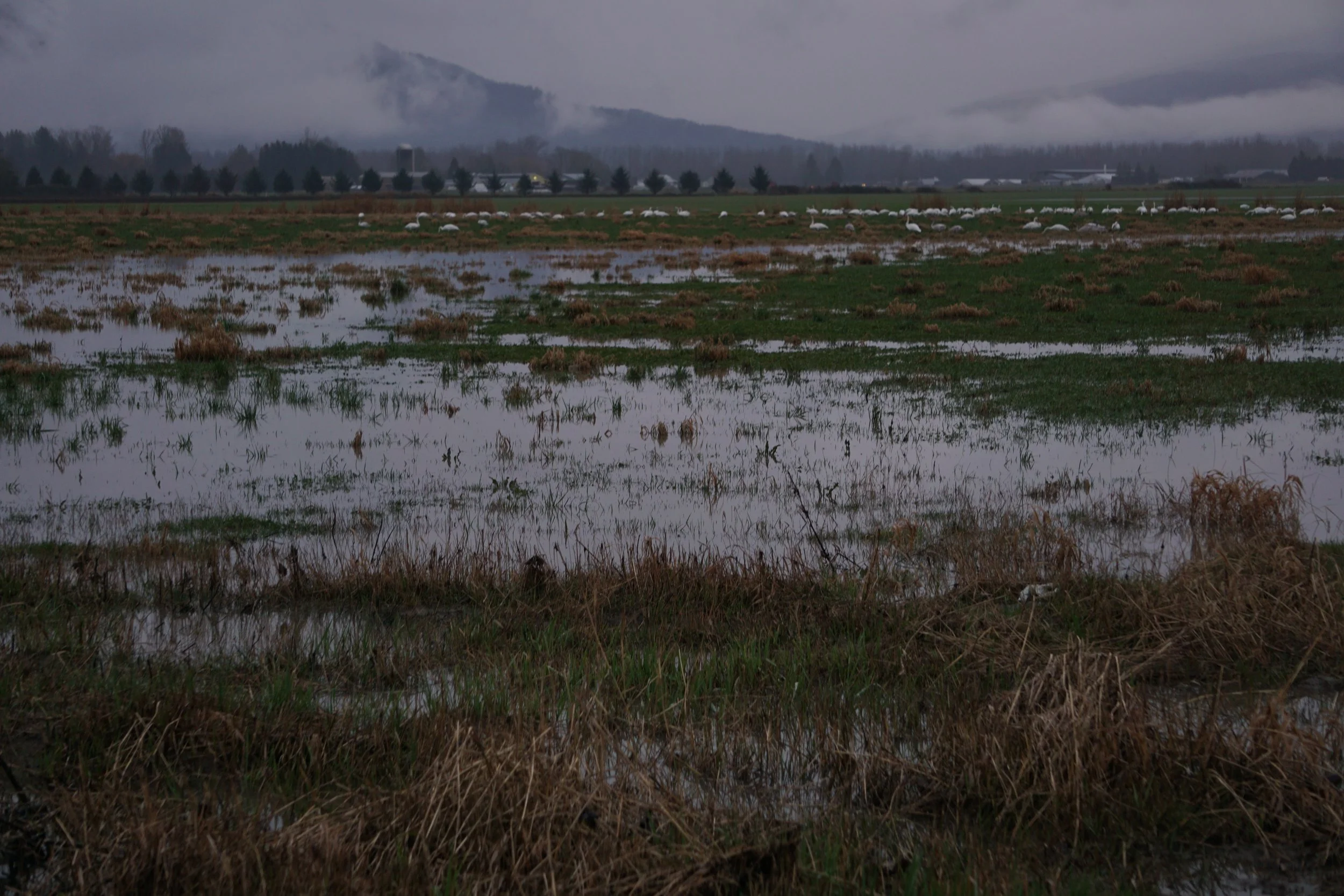  Cars pass by a field with lingering flood water along Main Street in Nooksack, Wash., on Feb. 2, 2026. When the flood hit, cars were driving through over a foot of water to evacuate the damage. Many roadways were closed due to infrastructure damage 