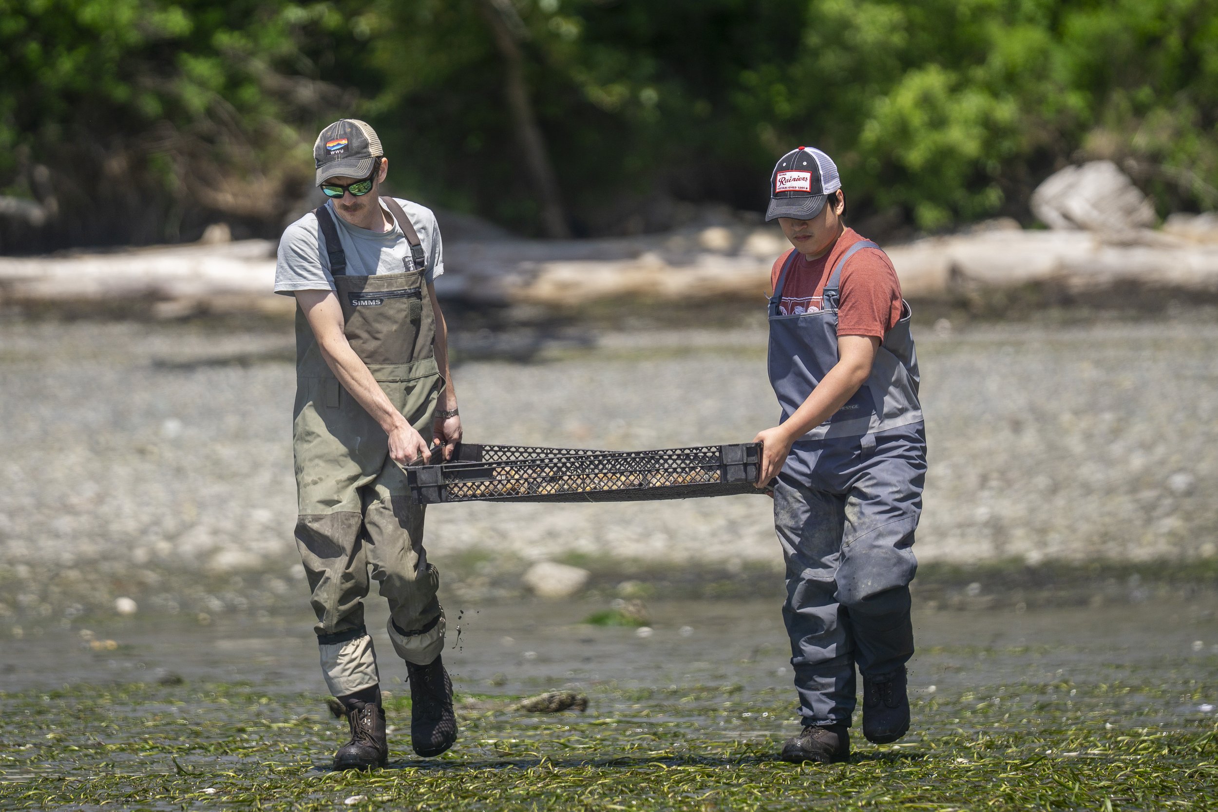 shannon_point_seeding_052026_wildcat_cove (3).jpg