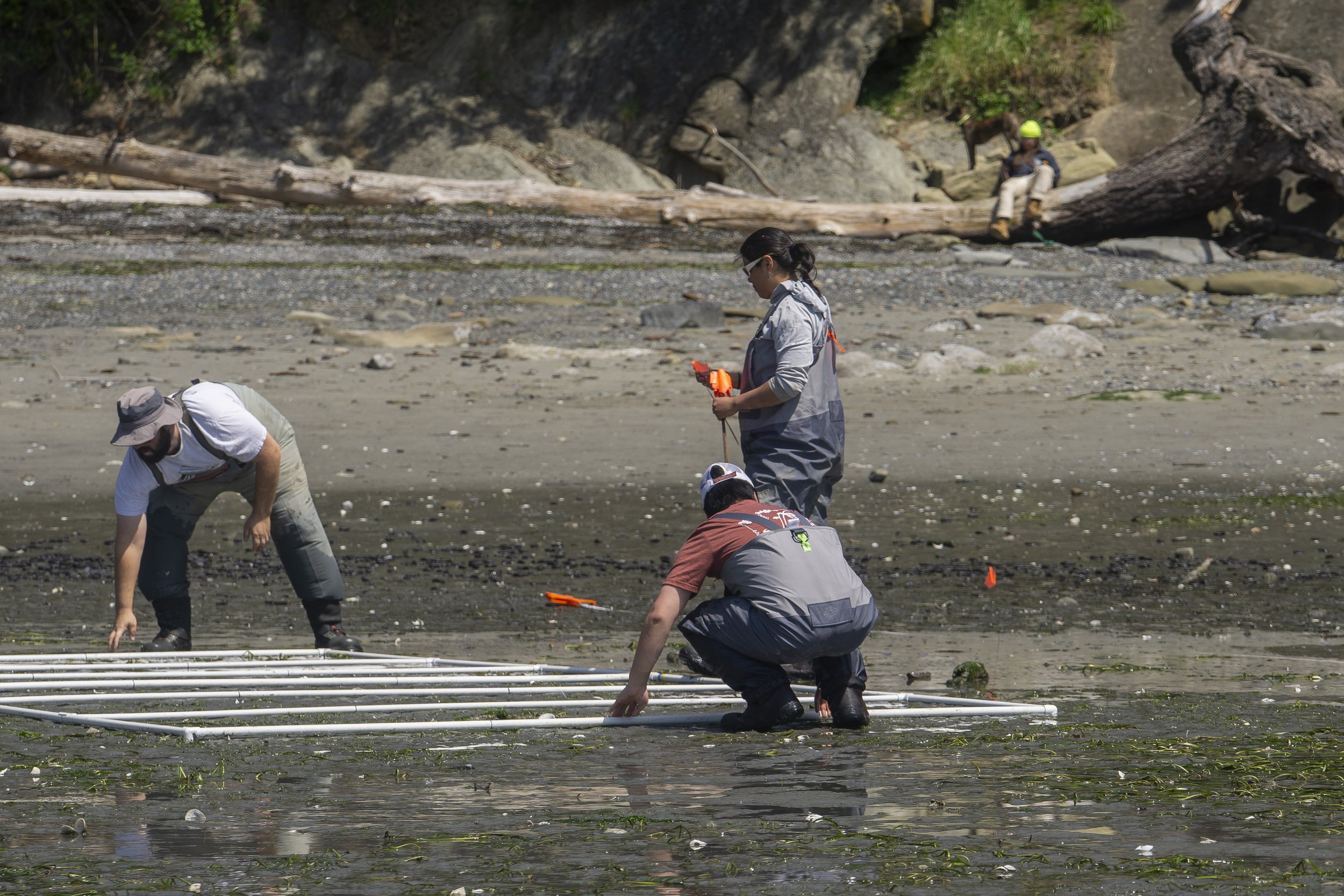 shannon_point_seeding_052026_wildcat_cove (7).jpg