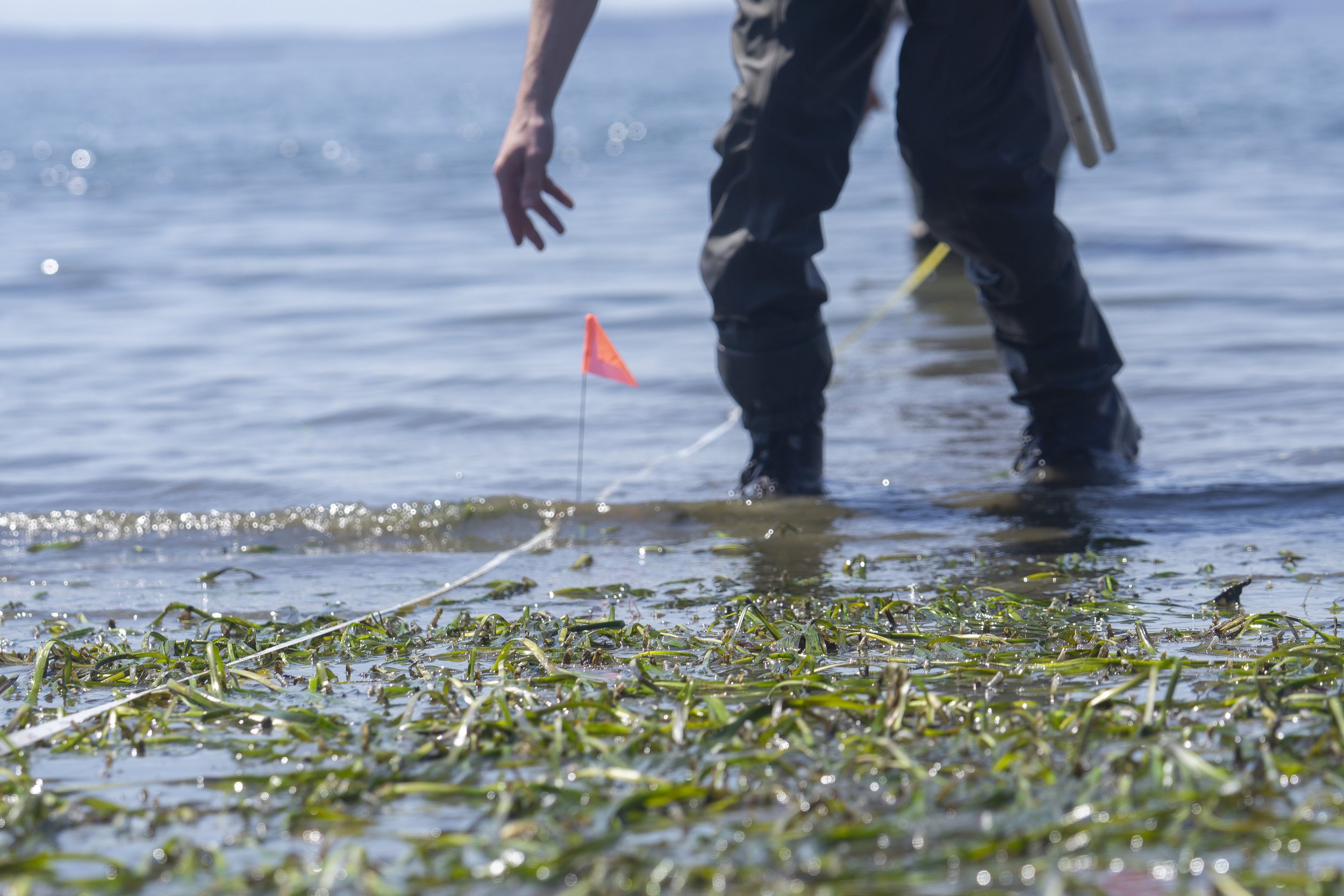 shannon_point_seeding_052026_wildcat_cove (16).jpg