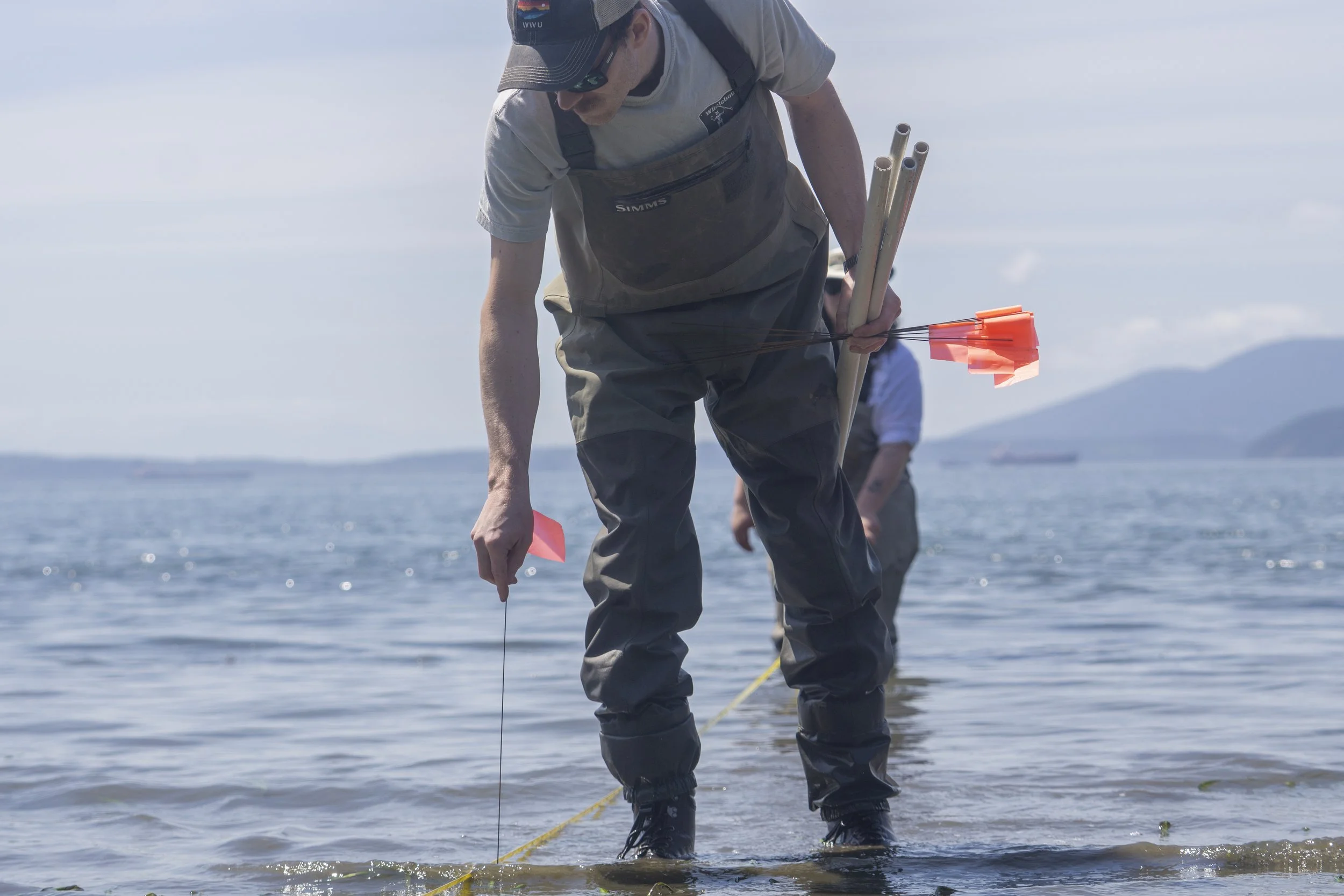 shannon_point_seeding_052026_wildcat_cove (15).jpg