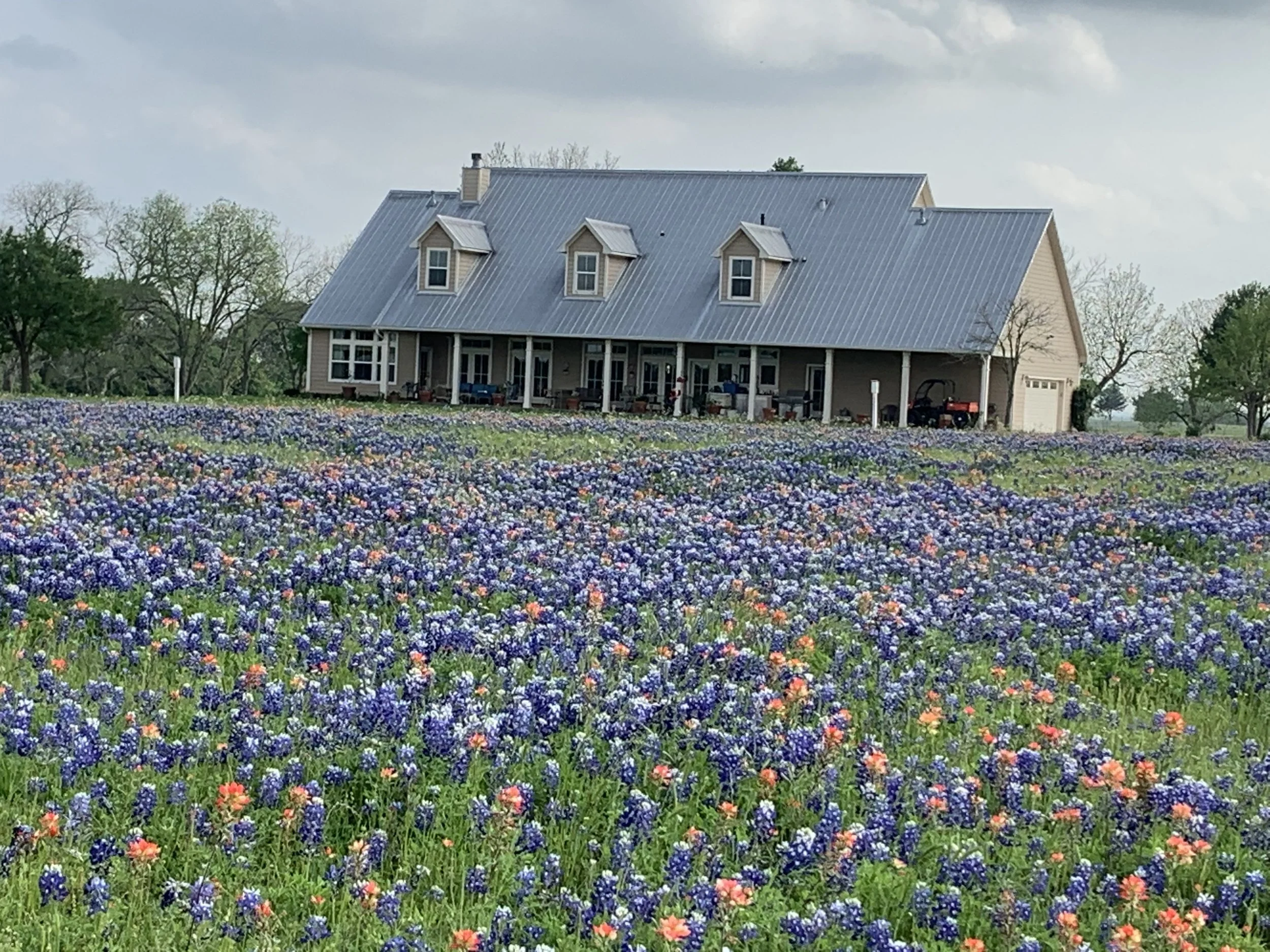 A farmhouse with a metal roof surrounded by a field of bluebonnets and a few Indian paintbrush flowers under a cloudy Texas sky.
