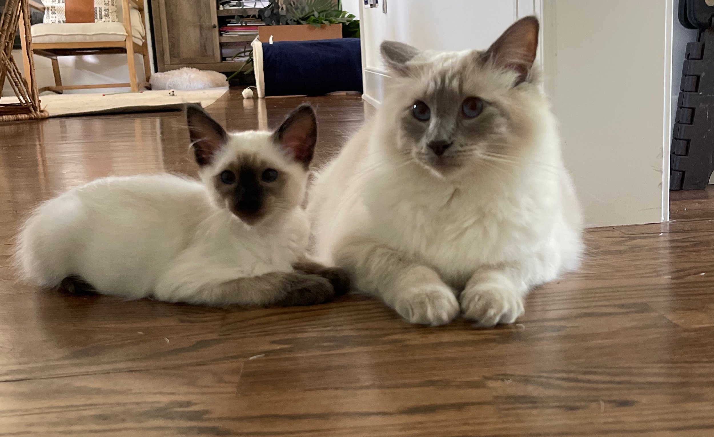Cat mom to Ollie and Milo