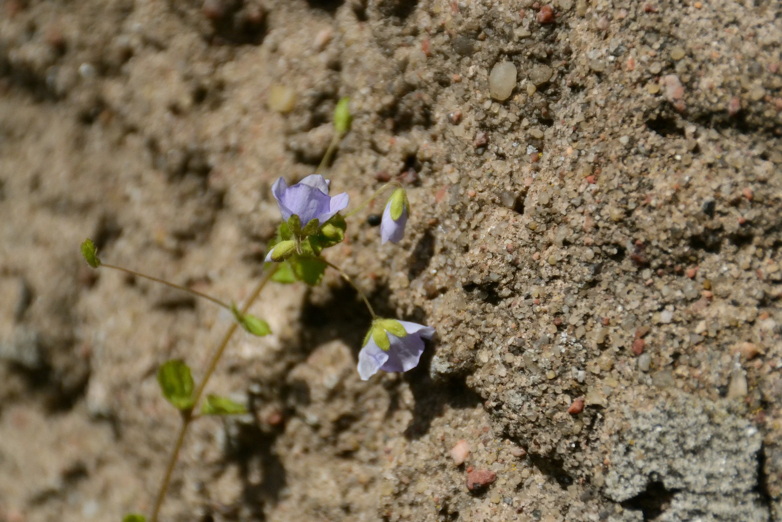 A flower pushing through a crack in concrete symbolizing strength and growth after trauma
