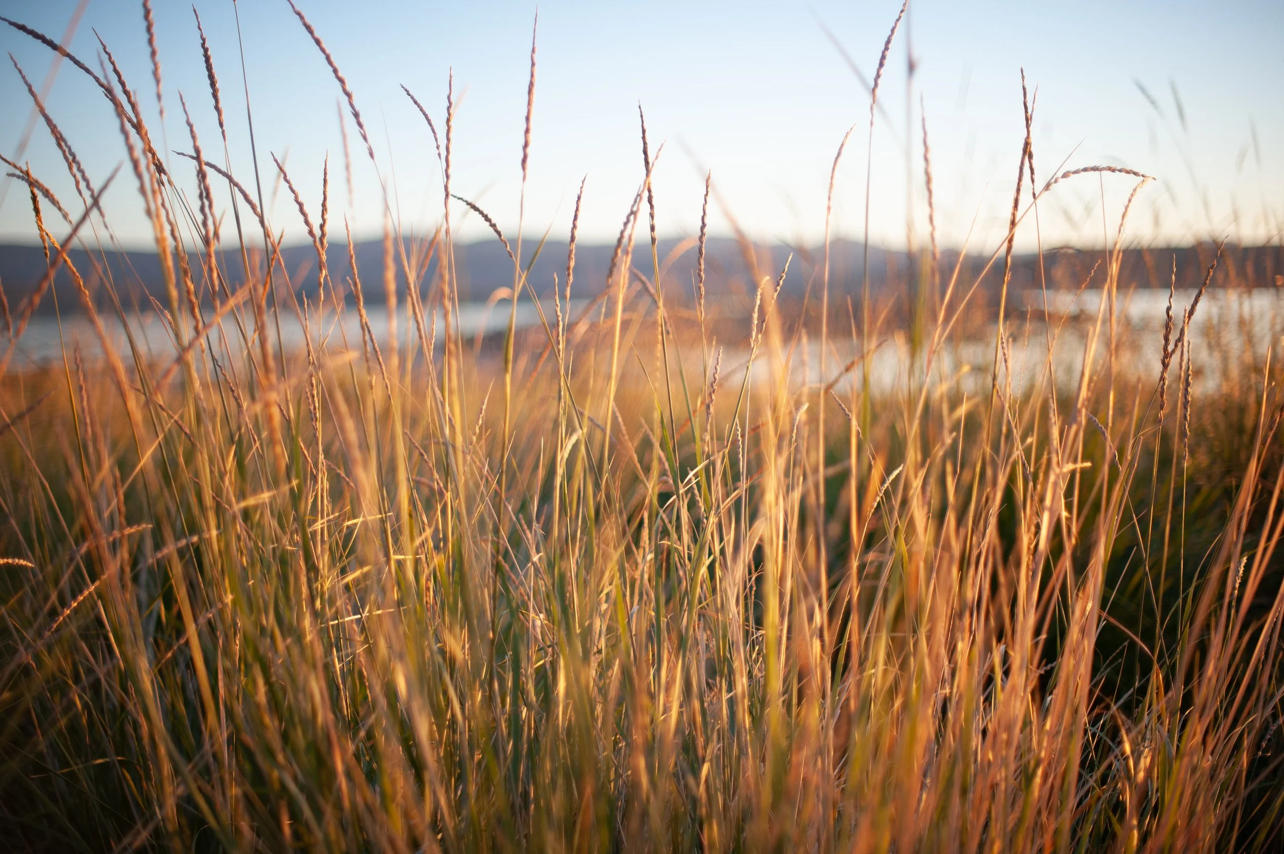 Close-up of tall grass in a field during sunset, with a blurred background of mountains and sky.