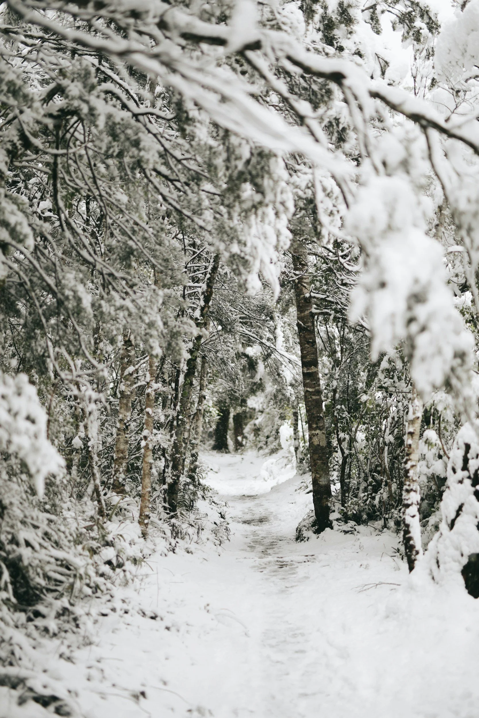 Snow-covered forest path surrounded by snow-laden trees and branches.