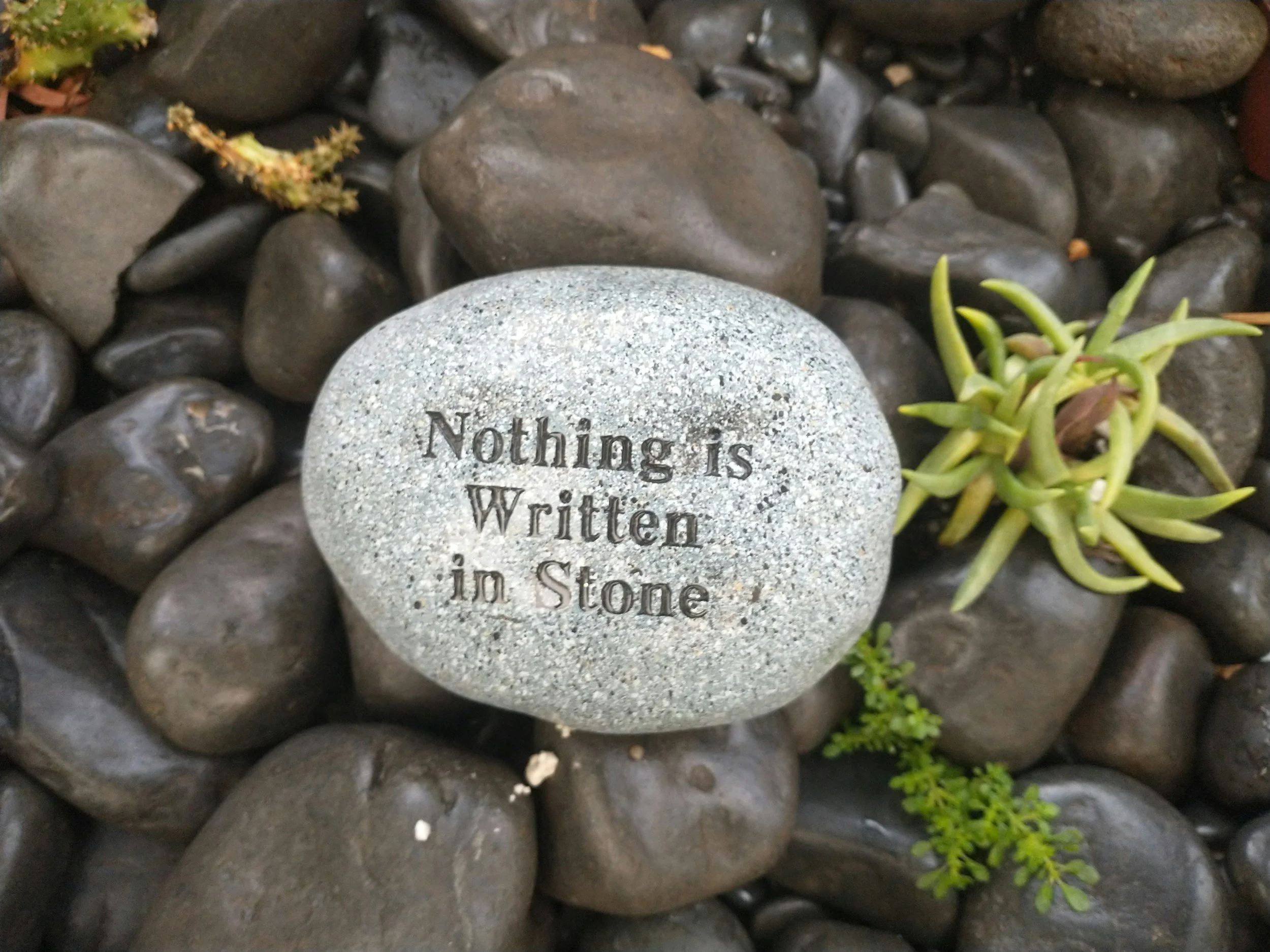A smooth gray stone lays on top of a bed of dark pebbles and small green plants. The stone is engraved with the words 'Nothing is Written in Stone'.