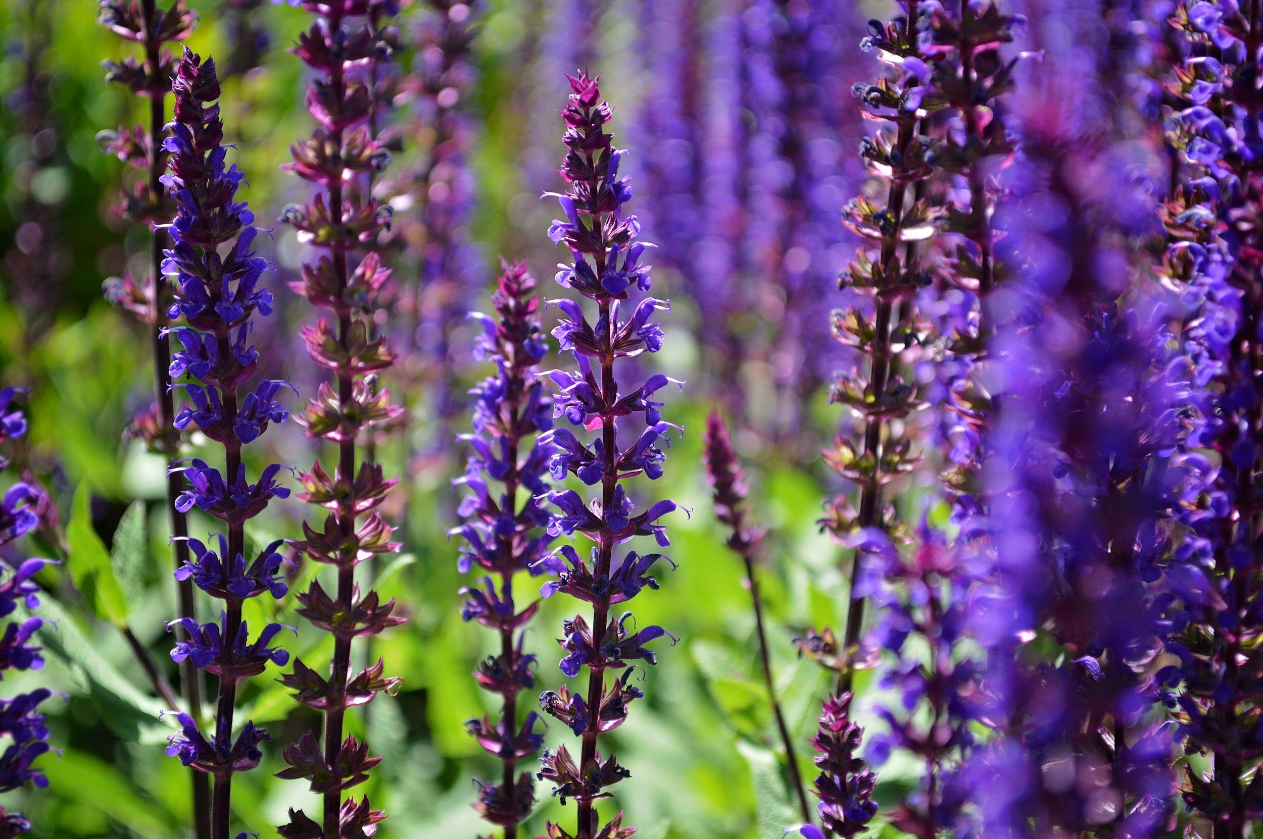 A close-up of tall magenta and violet flowers from a garden.