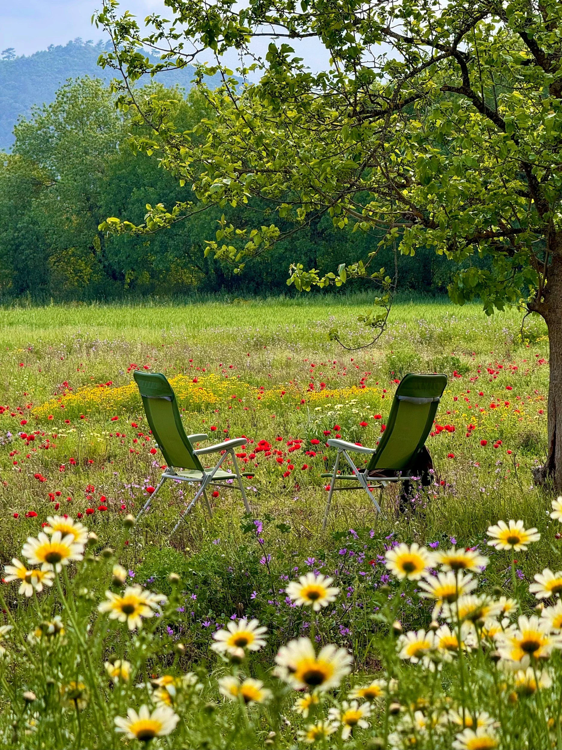 Two green lawn chairs sit in the shade of a tree before a field of wildflowers and a forest.