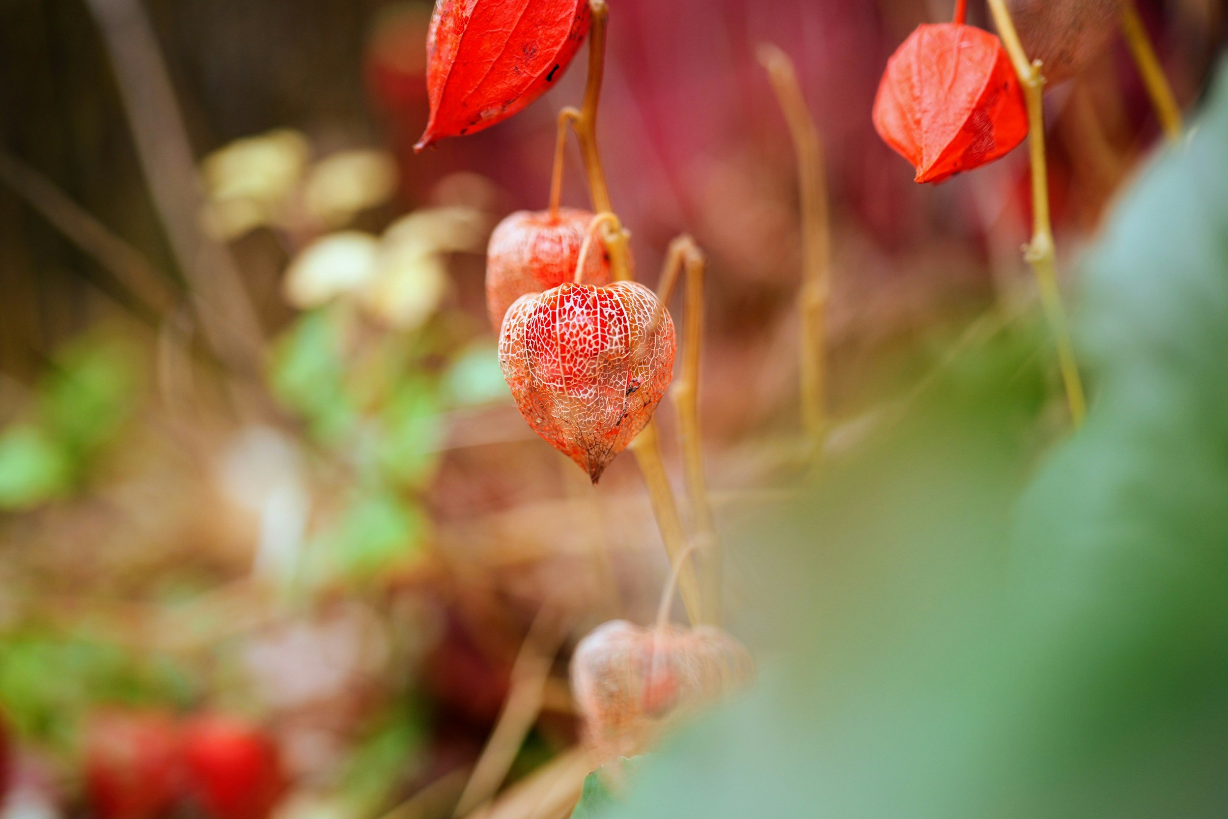 A close-up of a cluster of orange bladder cherry plants from a garden.