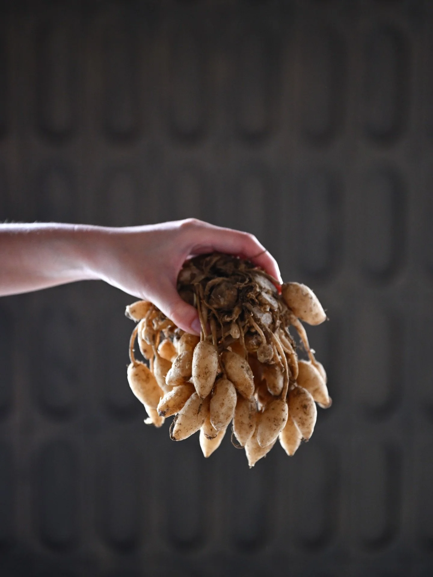 Know your rhizomes! 

Little afternoon trip to Geylang Serai to gather the goods for a new batch of jamu and to disappoint @vasunthara.r that we have VERY different feelings about using recipes and what goes into things. 

Sorry for being so arbitrar