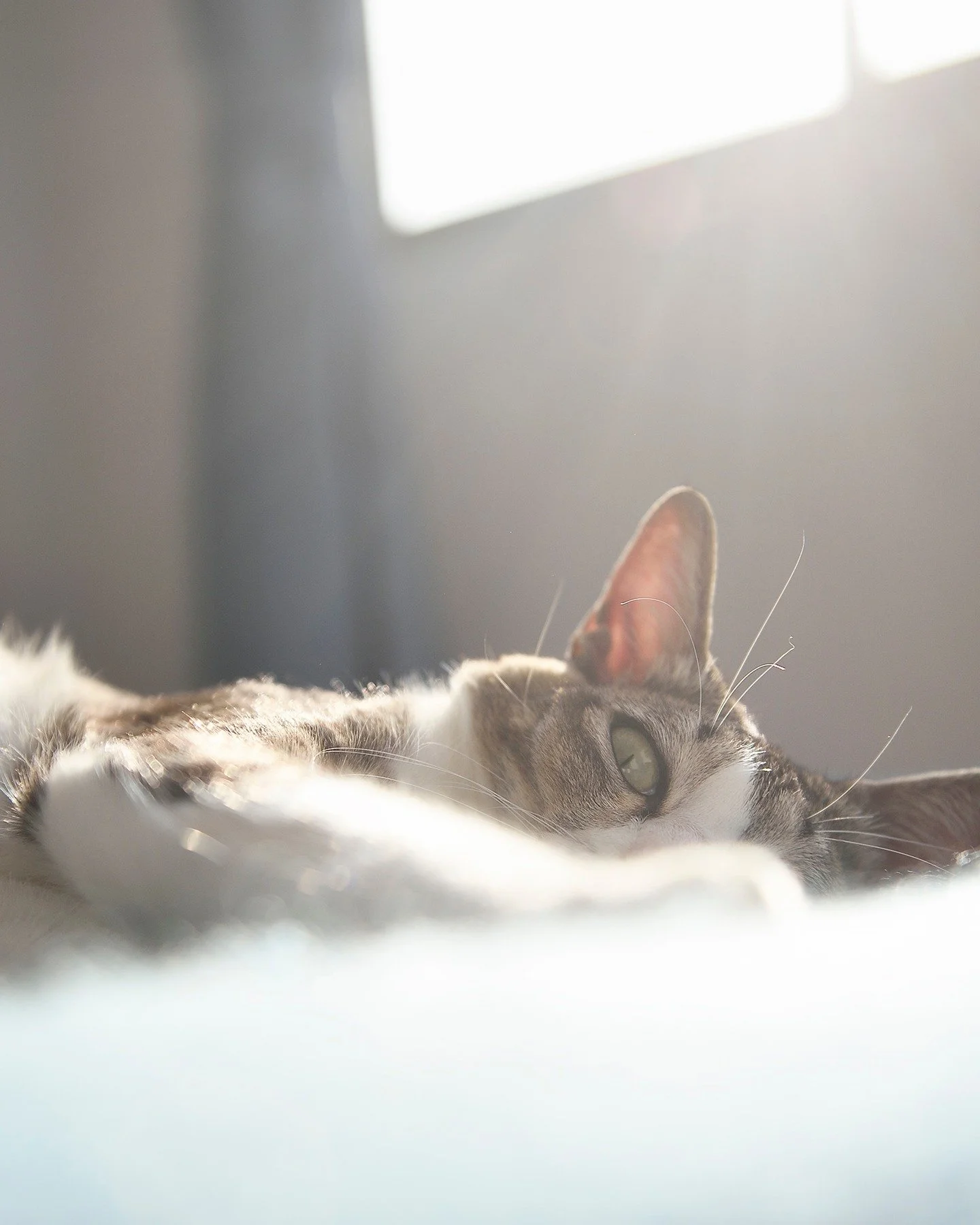 My home and my heart are empty. 

My precious Sanna left yesterday. She passed at home in my arms surrounded by love and tears, and full of sass until the very end: telling the vet boys to fuck right off, even fully sedated. 

She would have been 10 