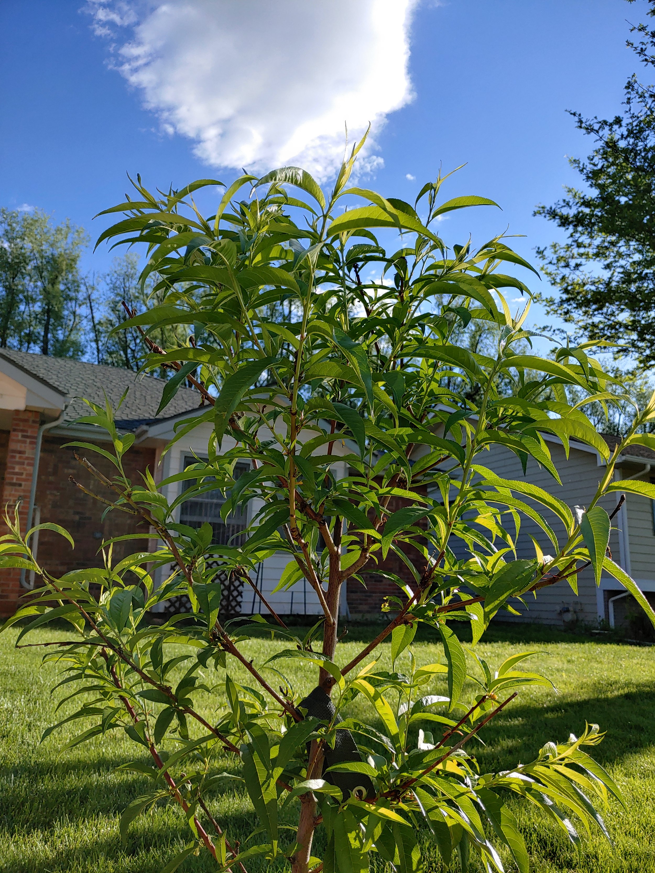 20200530_072016_HDR.jpg