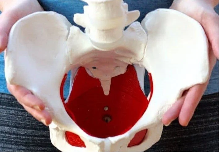 Close-up of a pelvic bone model with red muscle areas, held in hands.
