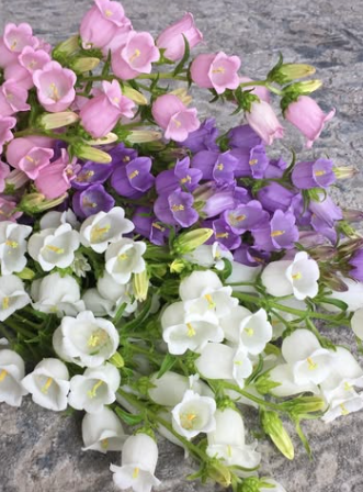 Orchids