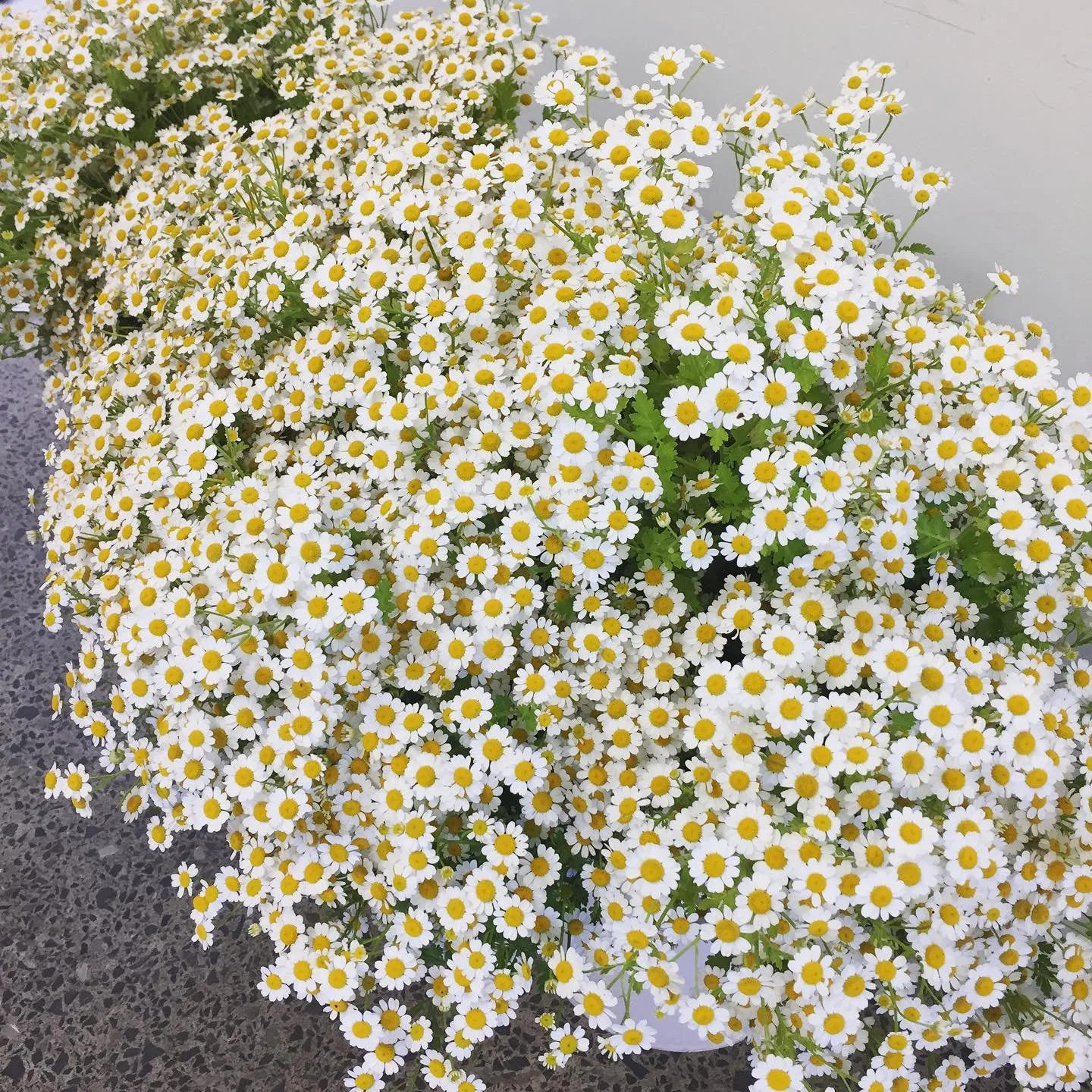 Puff goes the daisy...
All this matricaria #wholesaleflowers #hamiltonflowermarket