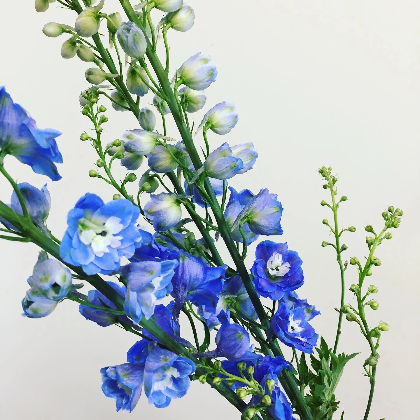 Harley has the blues!#wholesaleflowers #hamiltonflowermarket