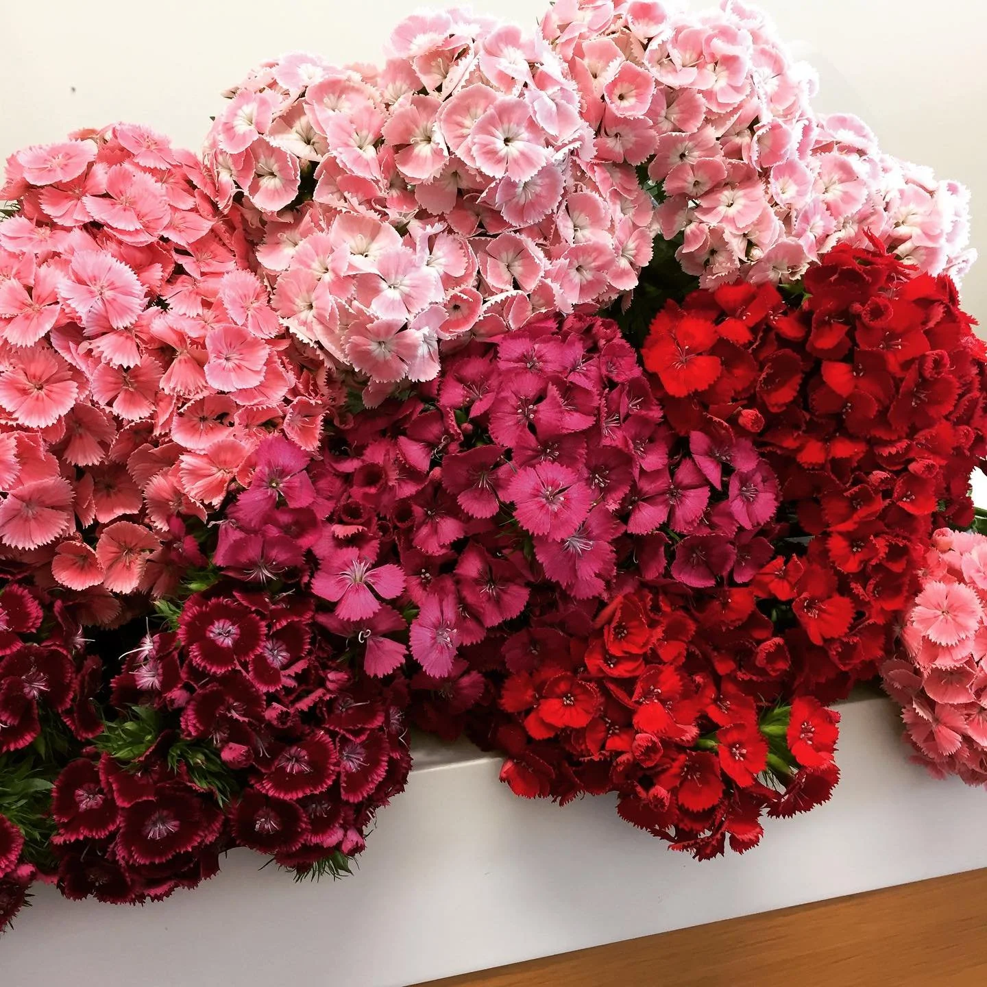 Dianthus barbatus, sweet William. The courier who delivered said &ldquo;aren&rsquo;t these weeds?&rdquo; 😮