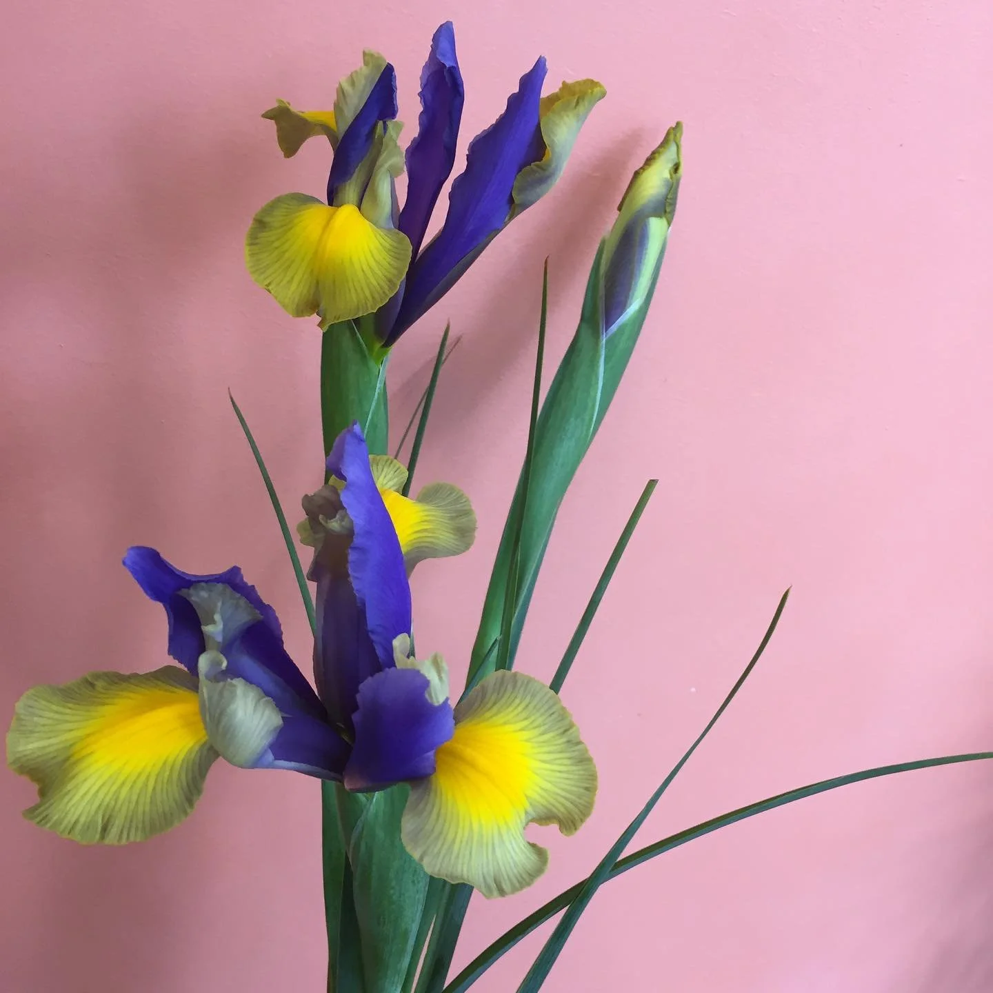 This iris is an absolute stunner #wholesaleflowers #hamiltonflowermarket