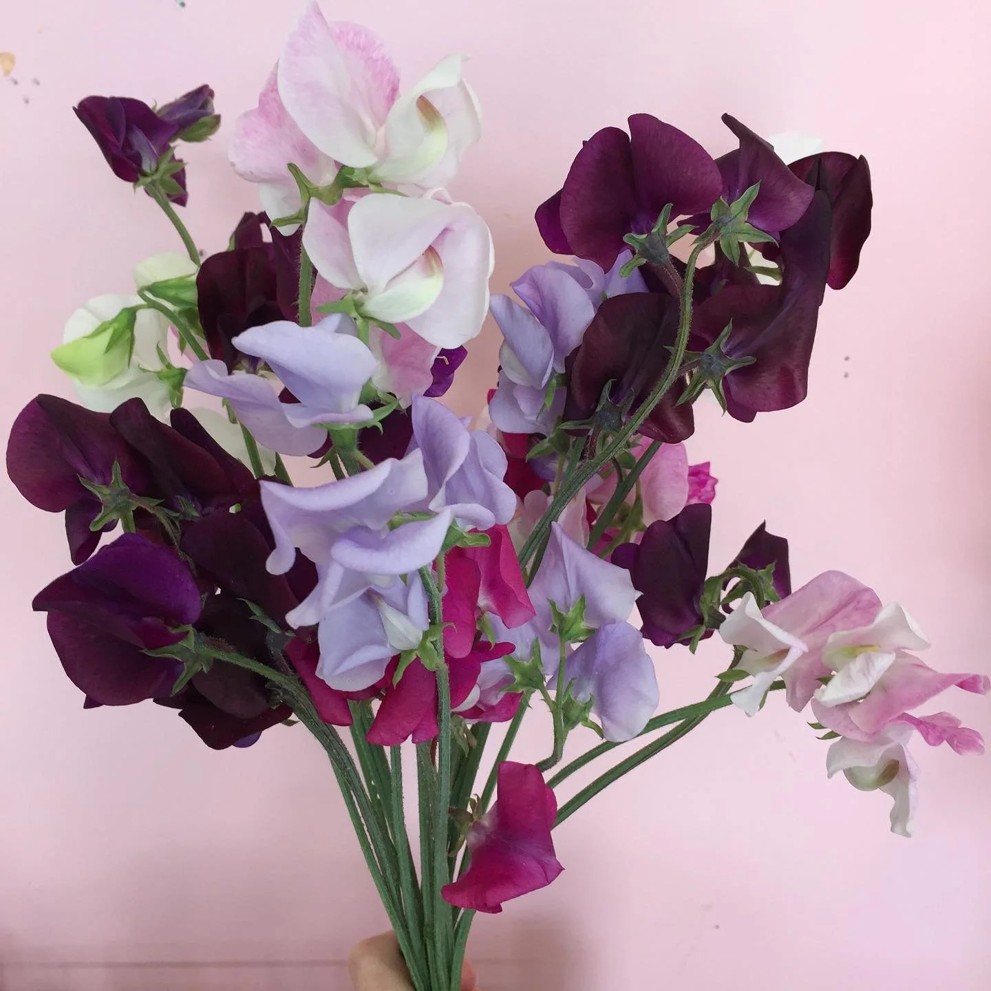 Hello sweet pea &hearts;️ #wholesaleflowers #hamiltonflowermarket