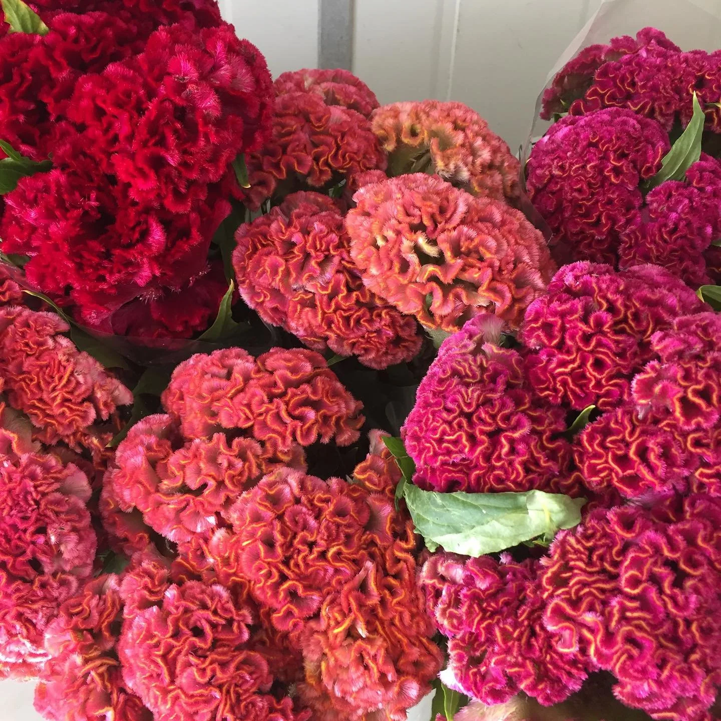 It&rsquo;s a vibe #celosia #wholesaleflowers #hamiltonflowermarket