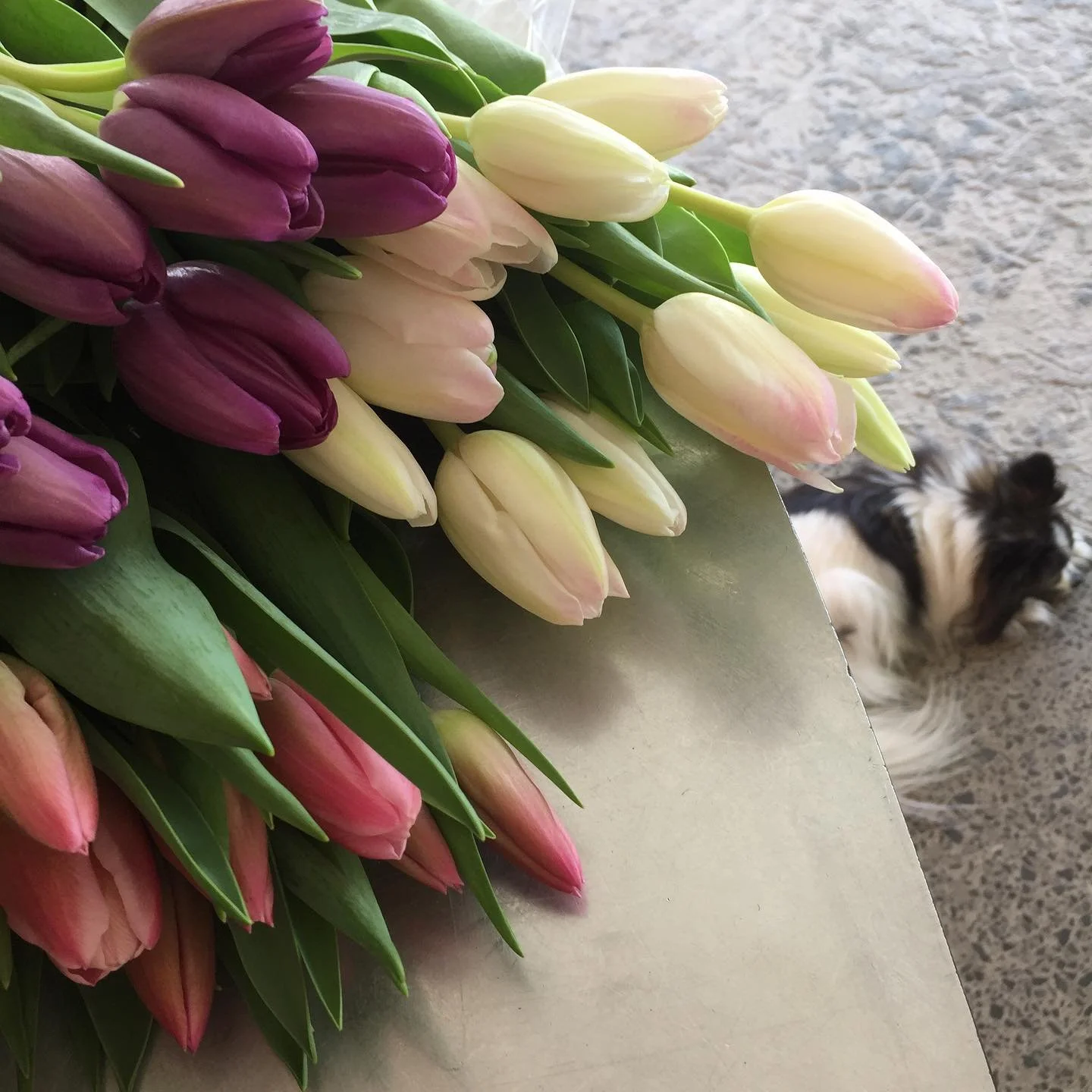 Fresh tulips so we can pretend it&rsquo;s springtime #tulips #wholesaleflowers #hamiltonflowermarket