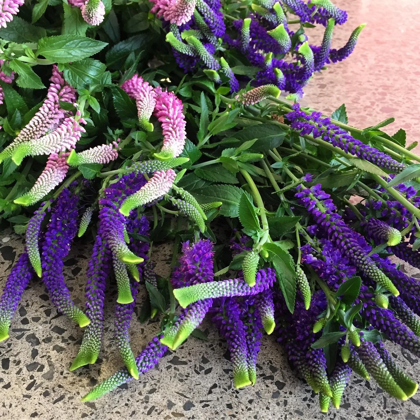 What even are these weird tentacle things? 🦑 Loving the green tips on the Veronica #wholesaleflowers #hamiltonflowermarket