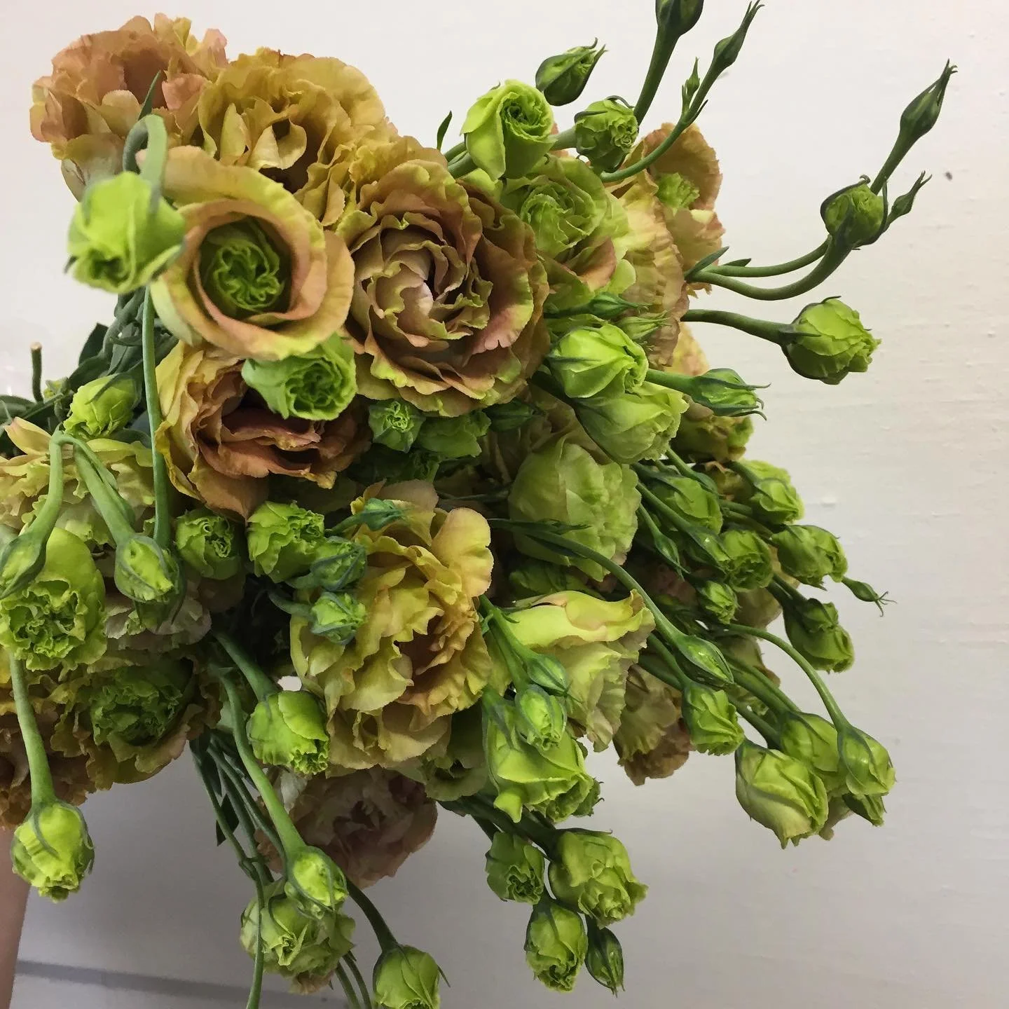 Excited to see the first lisianthus of the season! #lisianthus #flowers #wholesaleflowers #hamiltonflowermarket