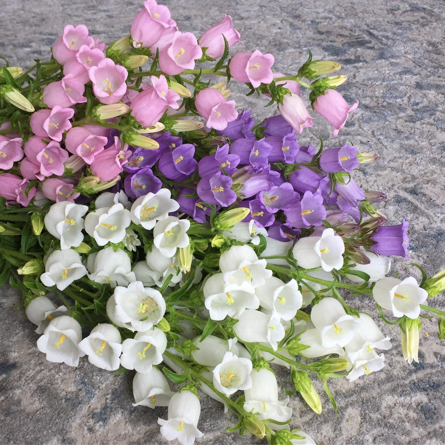 Canterbury bells or campanula are the flower of the day #cottagecore #wholesaleflowers #growninnewzealand #locallygrown #hamiltonflowermarket