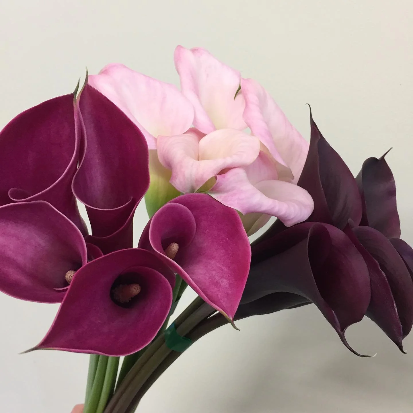 Elegance with calla lily #wholesaleflowers #hamiltonflowermarket