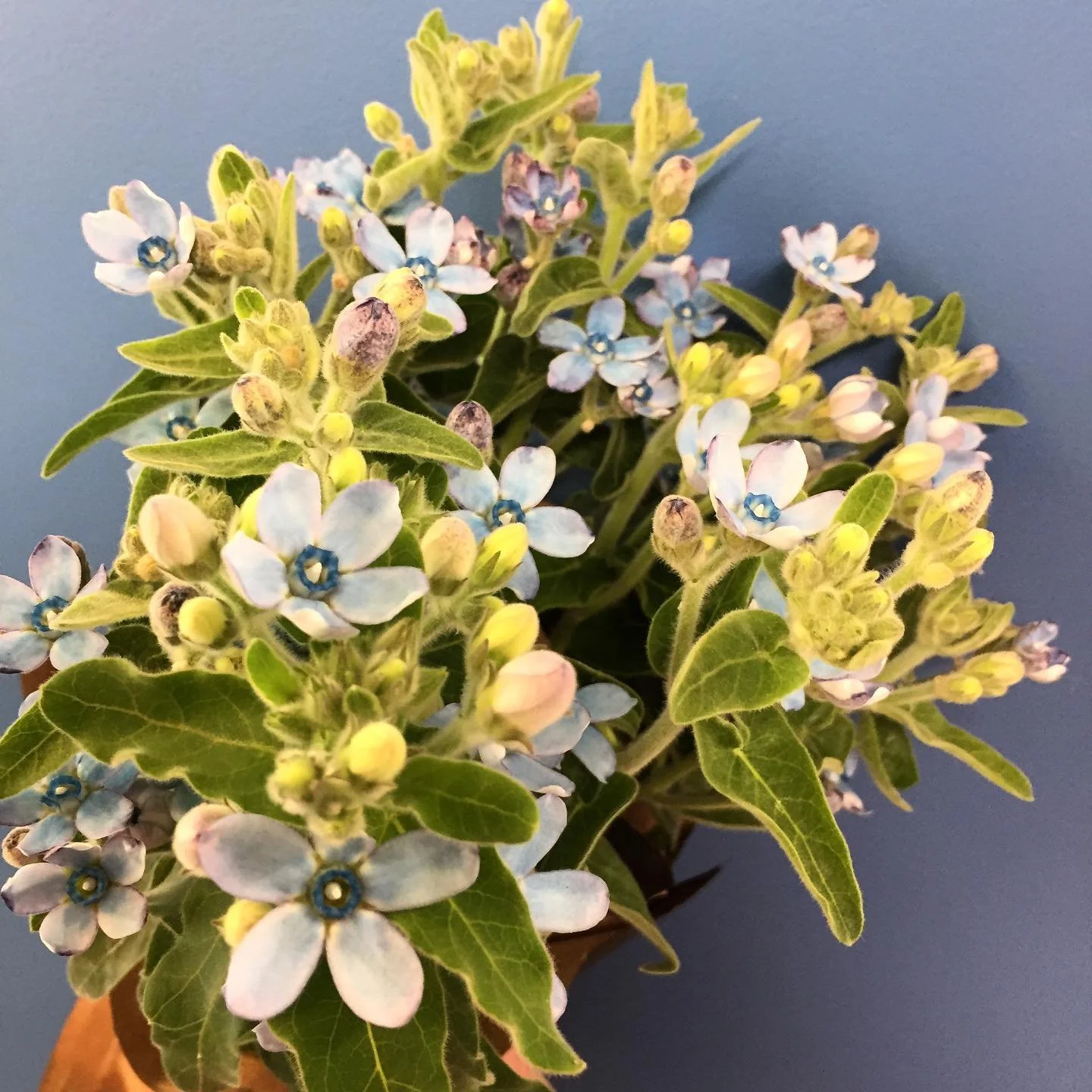 A little something in blue 💦 #tweedia #wholesaleflowers #hamiltonflowermarket