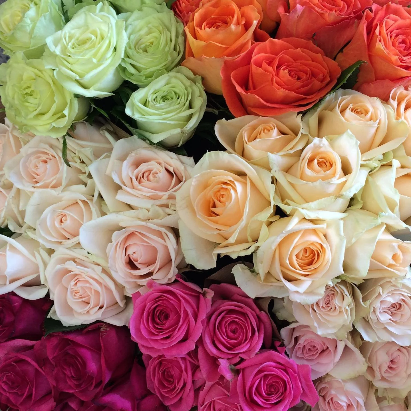 Roses roses never too many roses. #roses #nzroses #sometimestheystabme #butistilllovethem #wholesaleflowers #hamiltonflowermarket