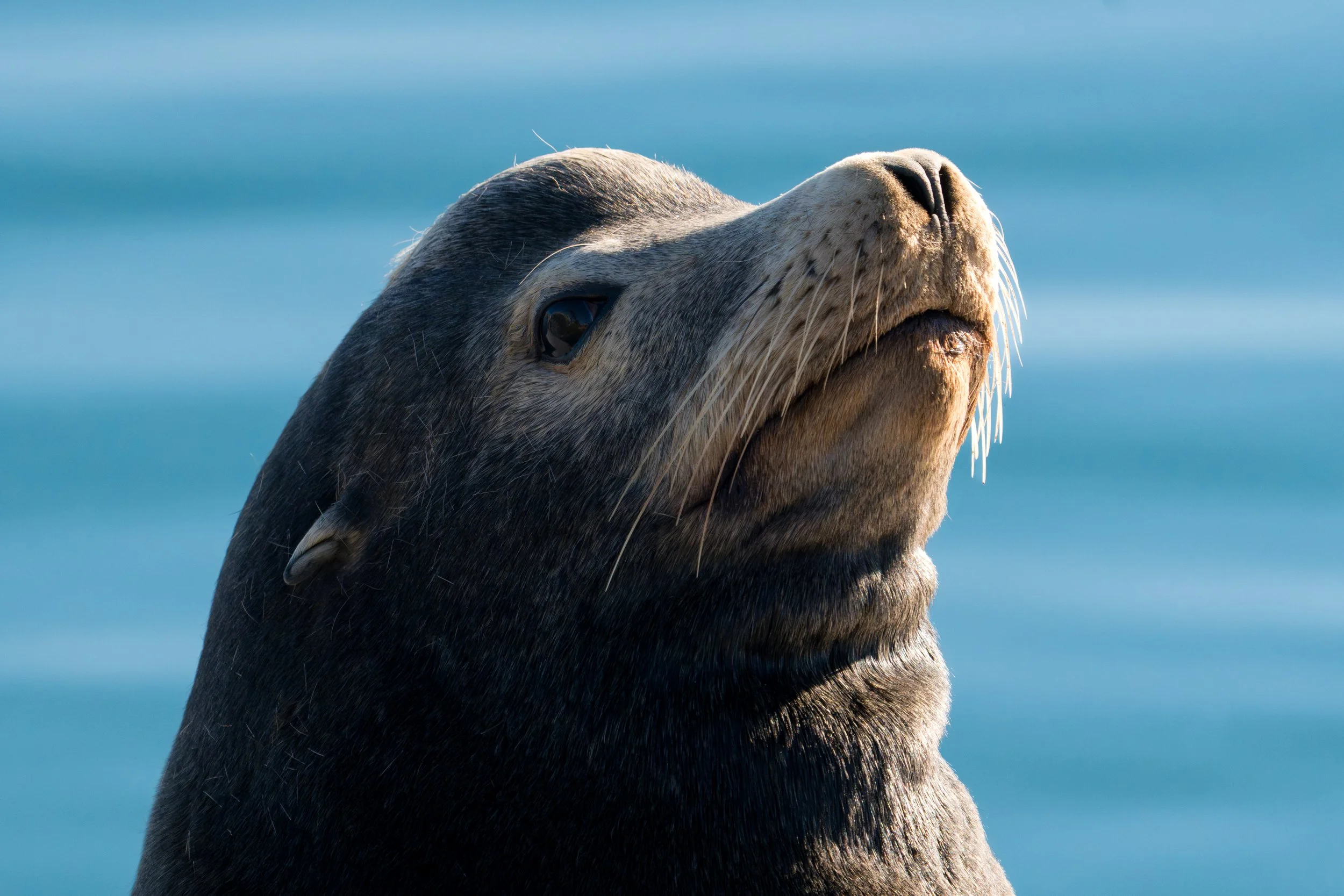 Sea Lion's Gaze.jpg