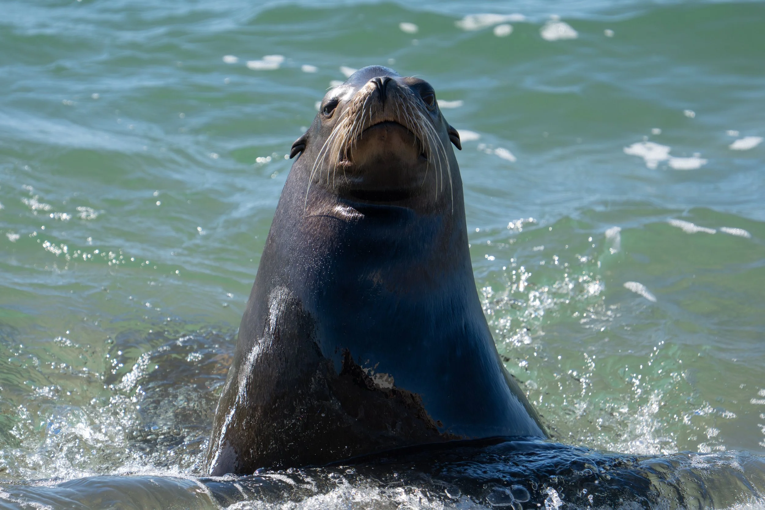 A male California sea lion looks up from the waves at the hauled-out colony, Channel Islands Harbor.