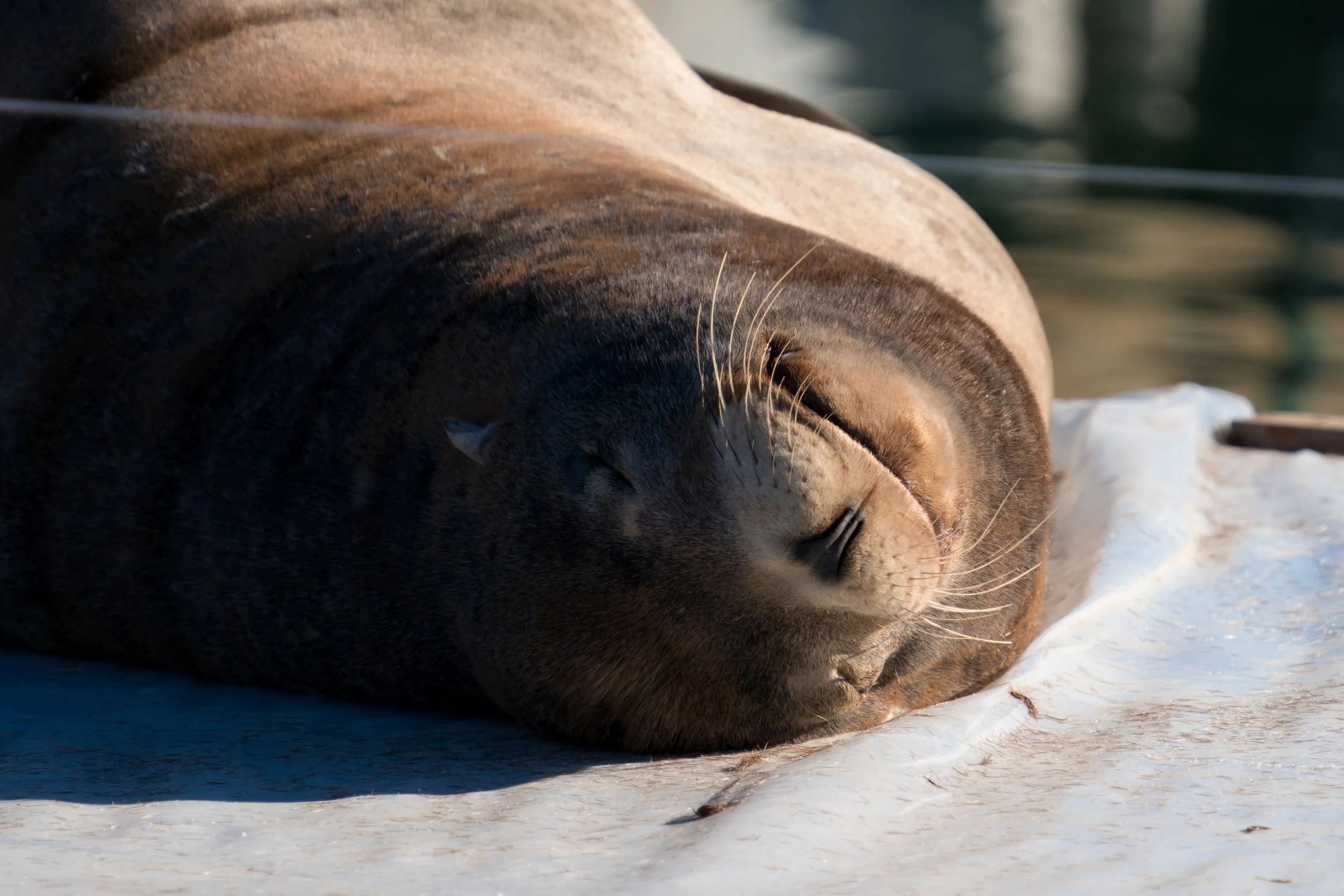 Zalophus californianus During Annual Shedding.jpg